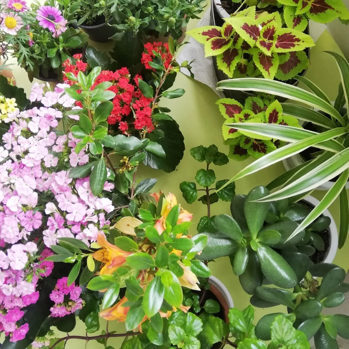 Primavera 🌺🌿🌼🌹🌸 #spring #flores #plantas #guarderia #kids #ni&ntilde;os #nursery