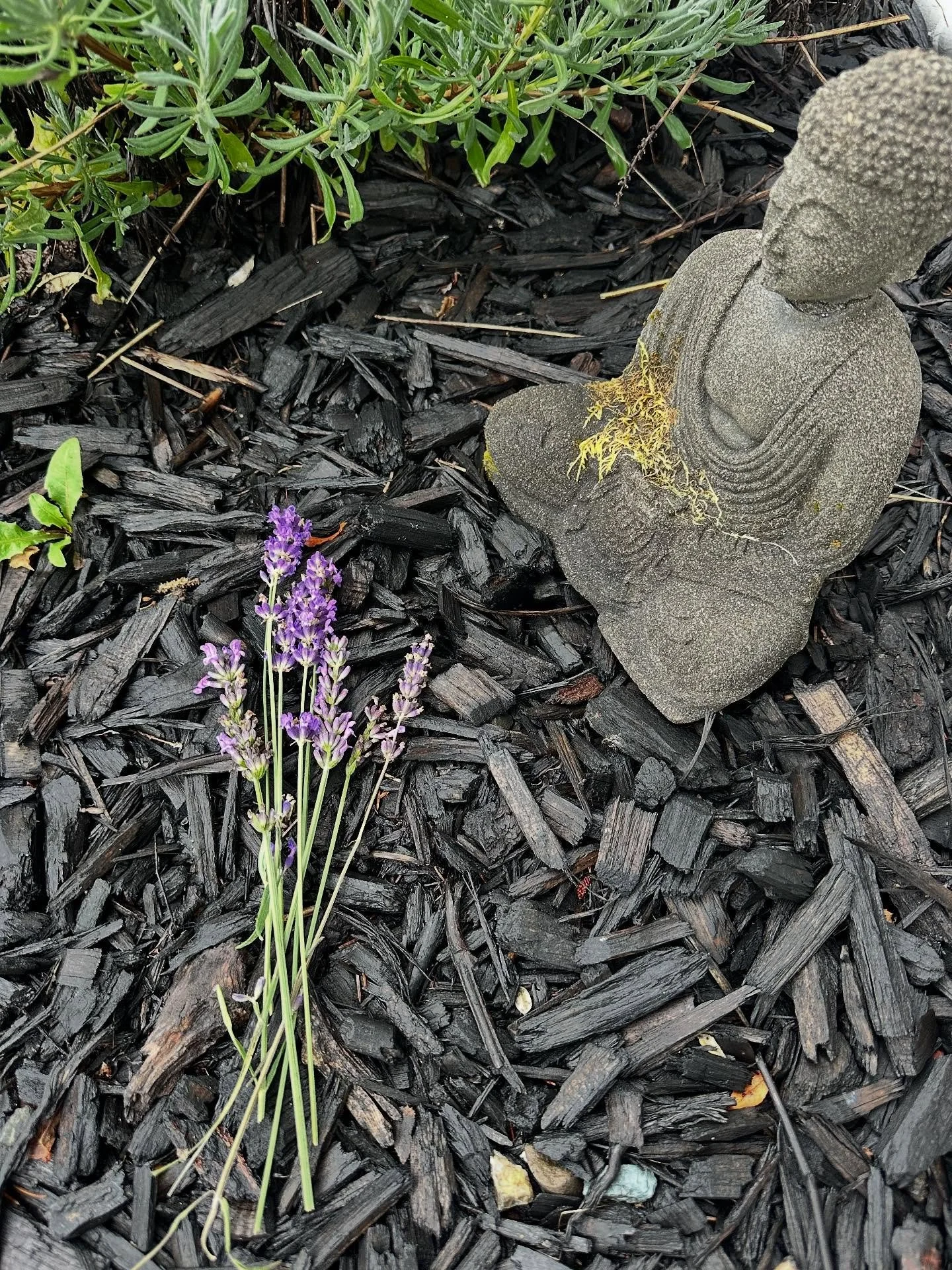 Collecting the last buds of lavender from the gardens for the season. I adore this 5th season. Traditional Chinese medicine calls it &ldquo;late summer&rdquo; as we transition from summer to fall. Summer softens without the intensity and heat, and au