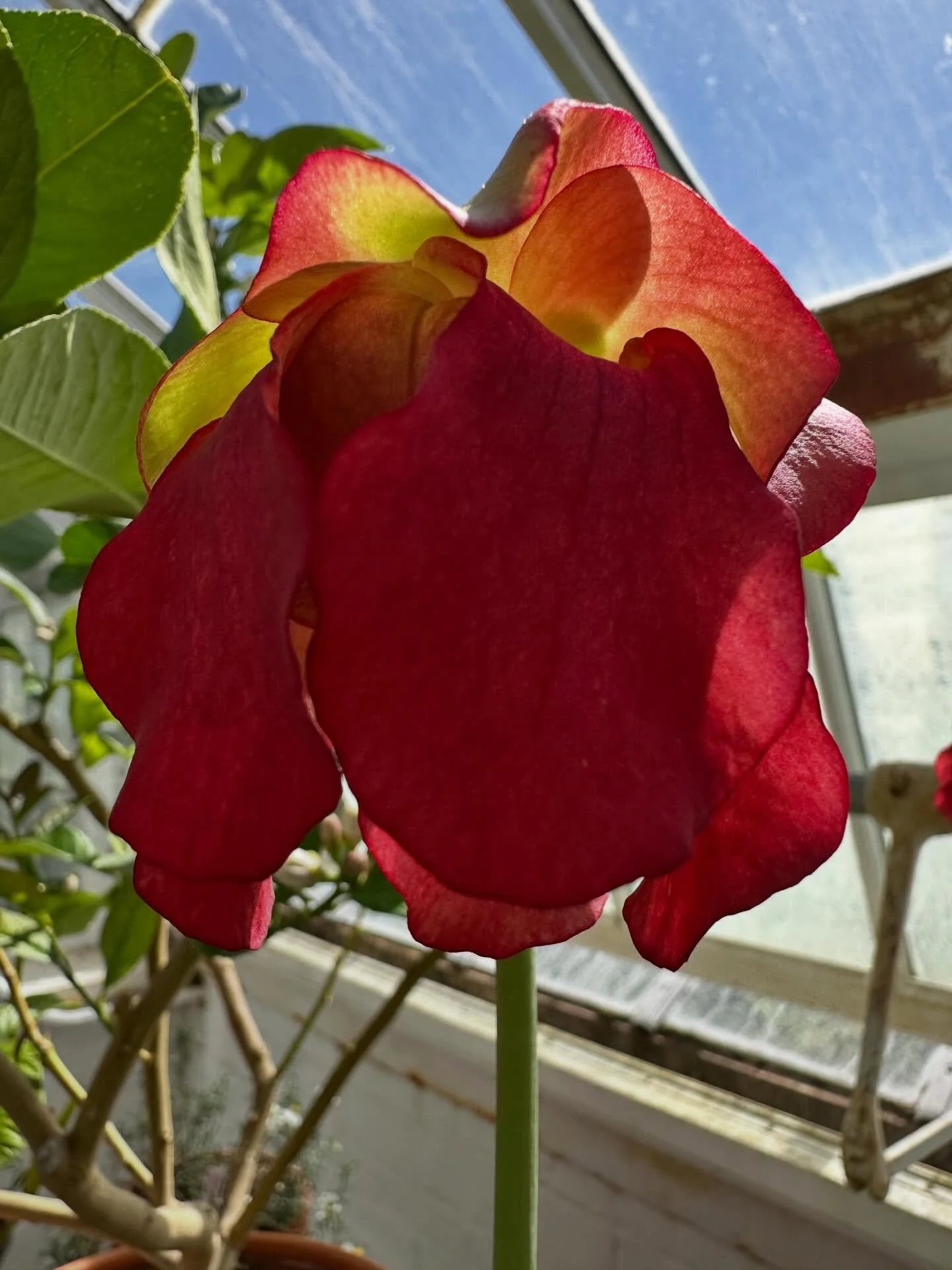 URGENT SOUL CARE: THE GUIDED EXPERIENCE  with Jenny Baltazar, Author, Speaker, Coach 
Thursdays 7:00 - 8:30 pm Eastern&nbsp;
June 4, 11, 18, 25
&nbsp;
Join author, Jenny Baltazar, for this four-week deep dive into Urgent Soul Care, a supportive sanct