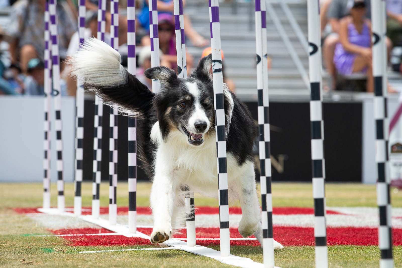 Canine Agility Education and Field Rental