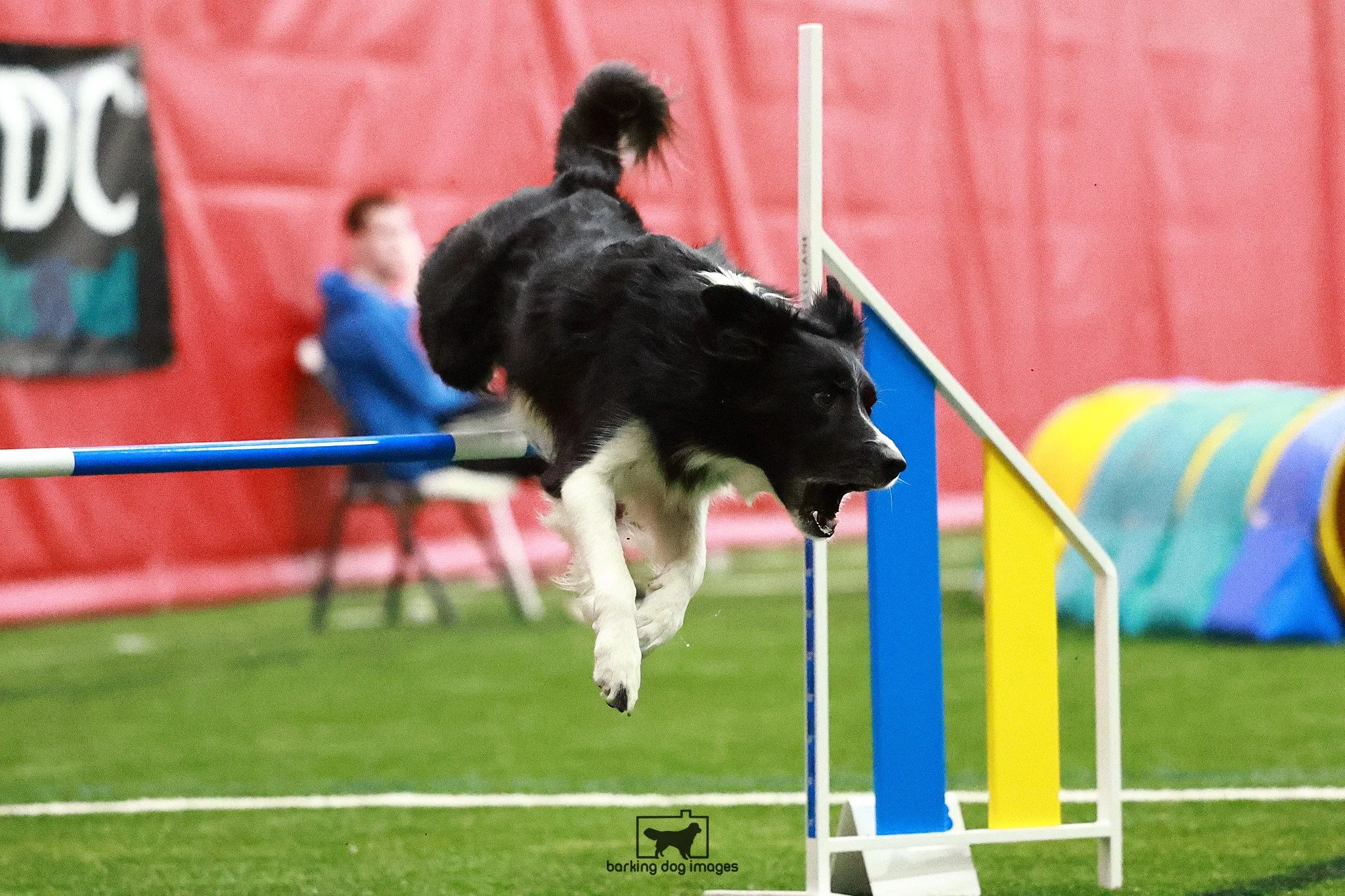 Dog Agility Classes Madison and Southern Wisconsin Area 