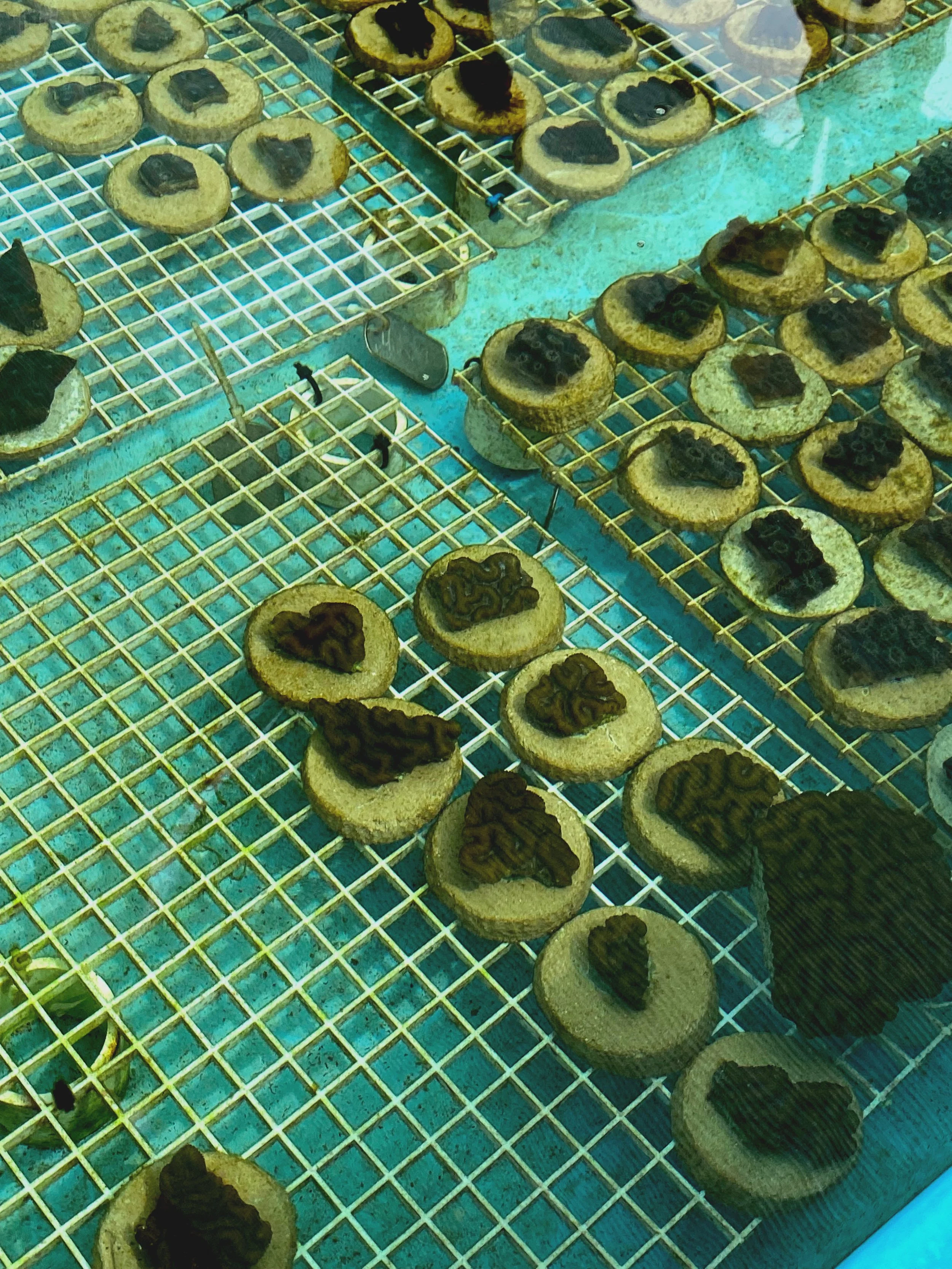 Coral Samples 2500.jpg