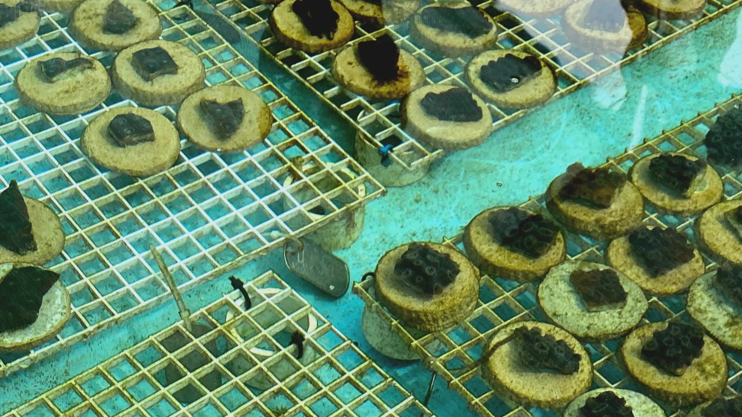 A Tropical Coastal Lagoon Serves as Spawning Habitat for Multiple Callinectes spp.