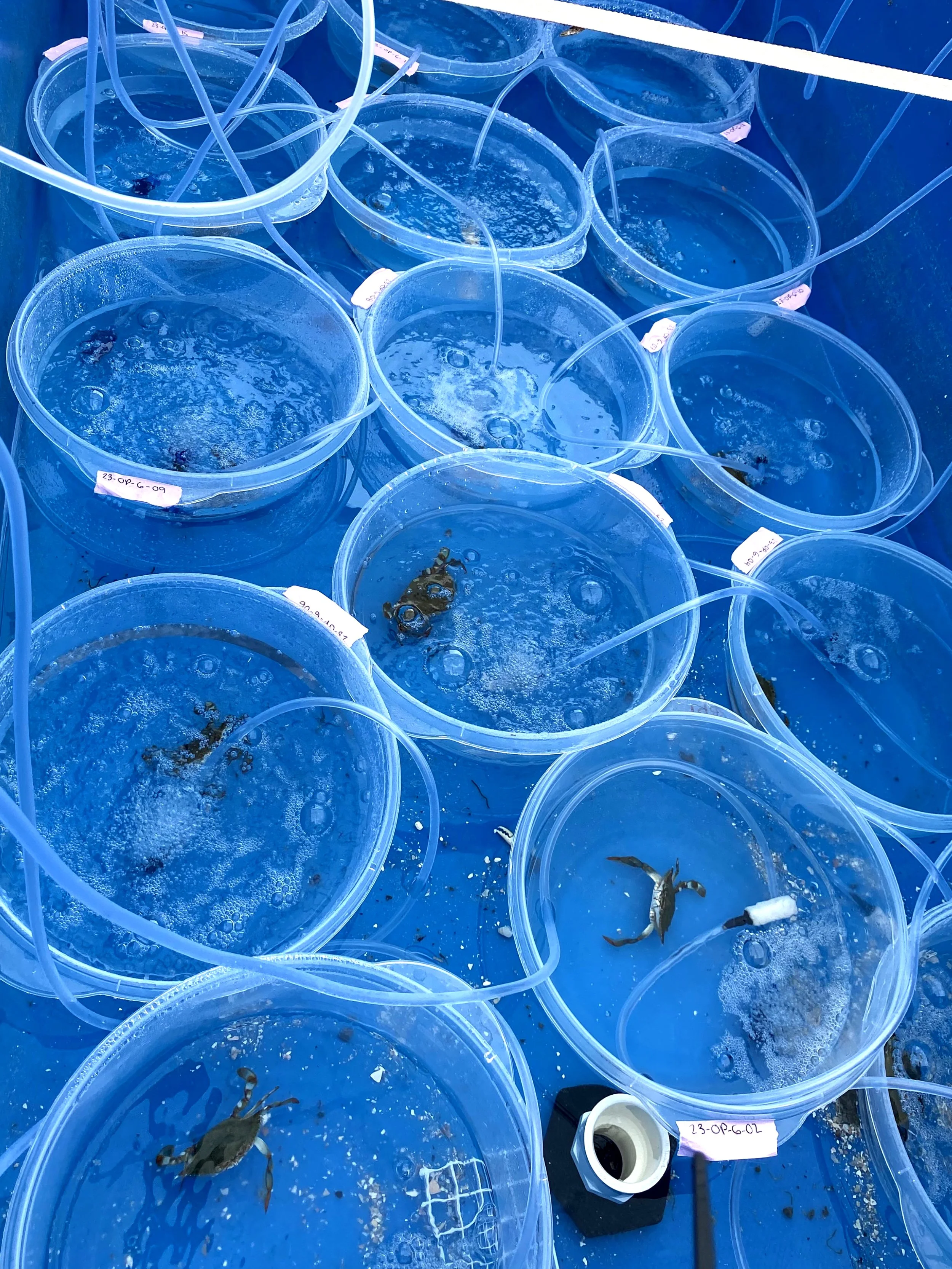 Crab Containers 2500.jpg