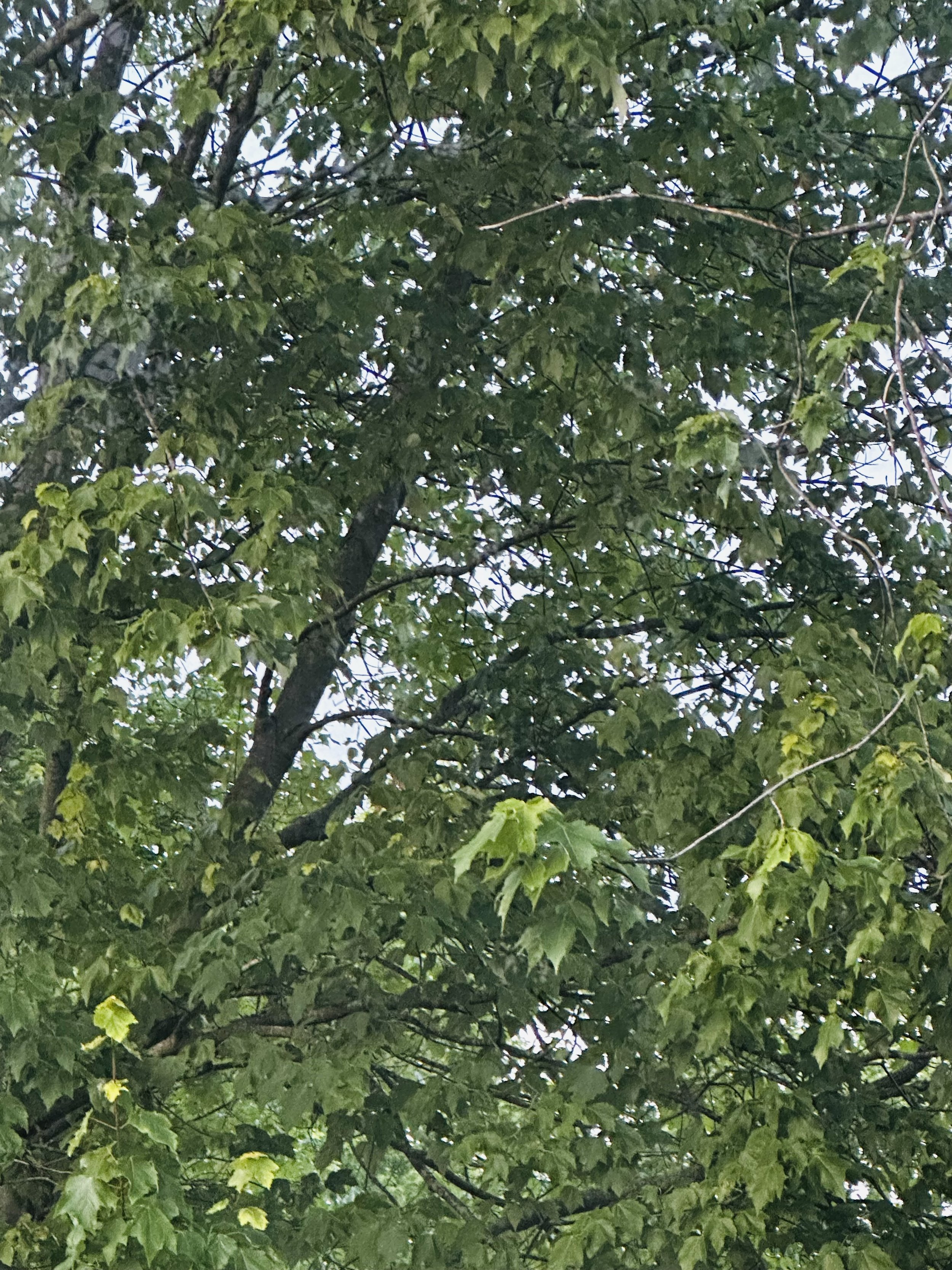 IMG_1300.jpeg