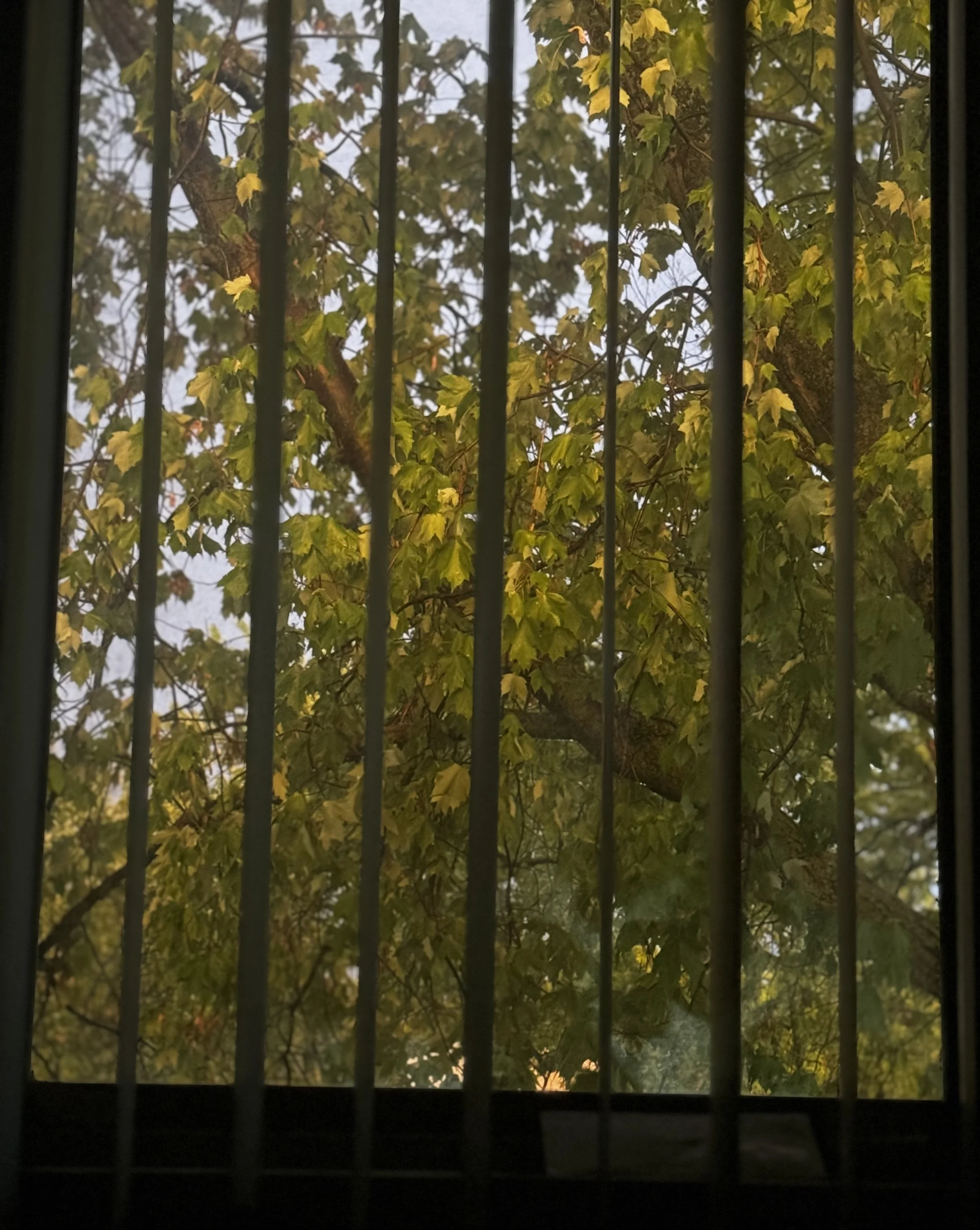 IMG_1619.jpeg
