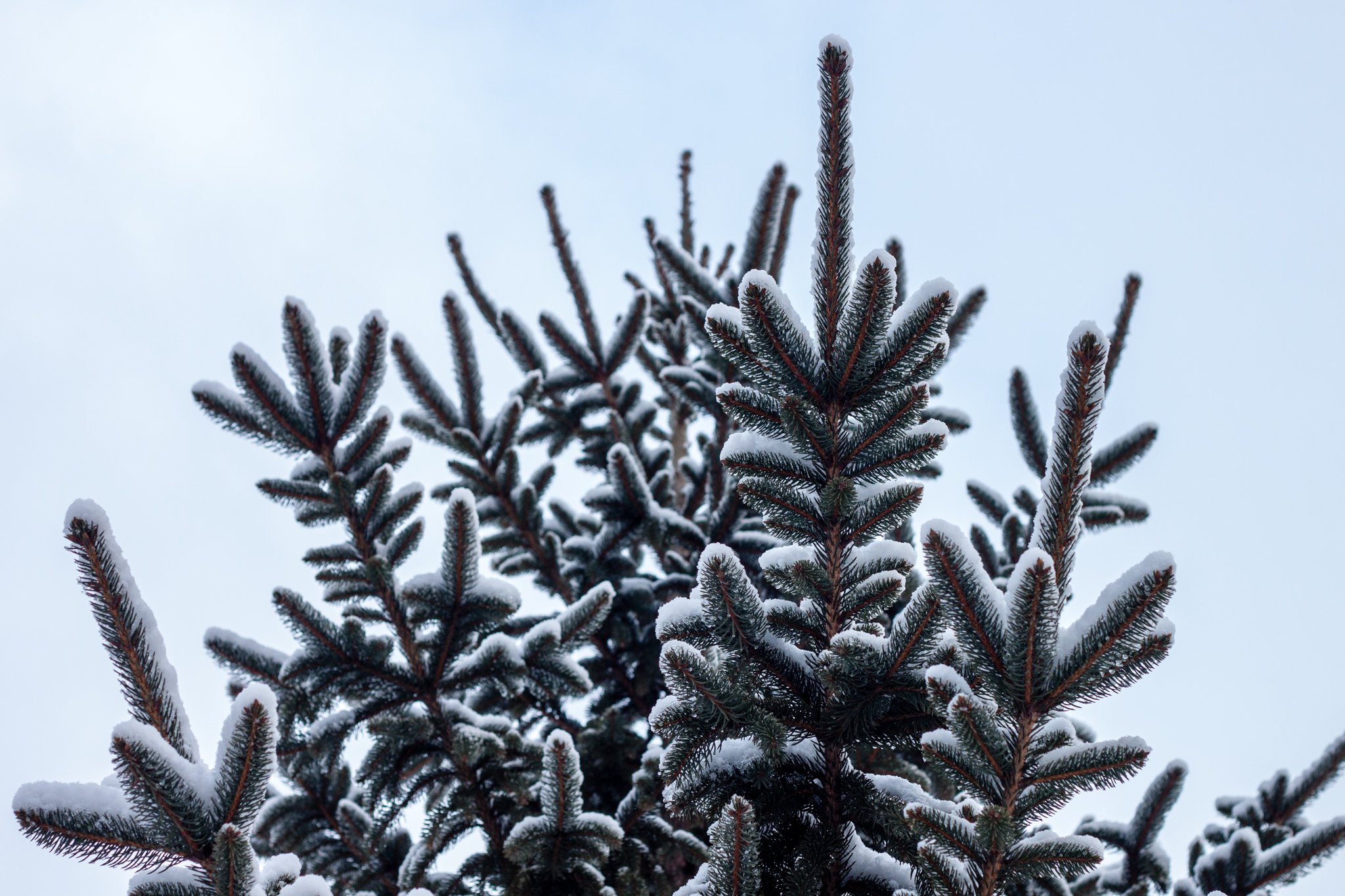 Everything You Should Know About Falling Branches During Pacific Northwest Ice Storms