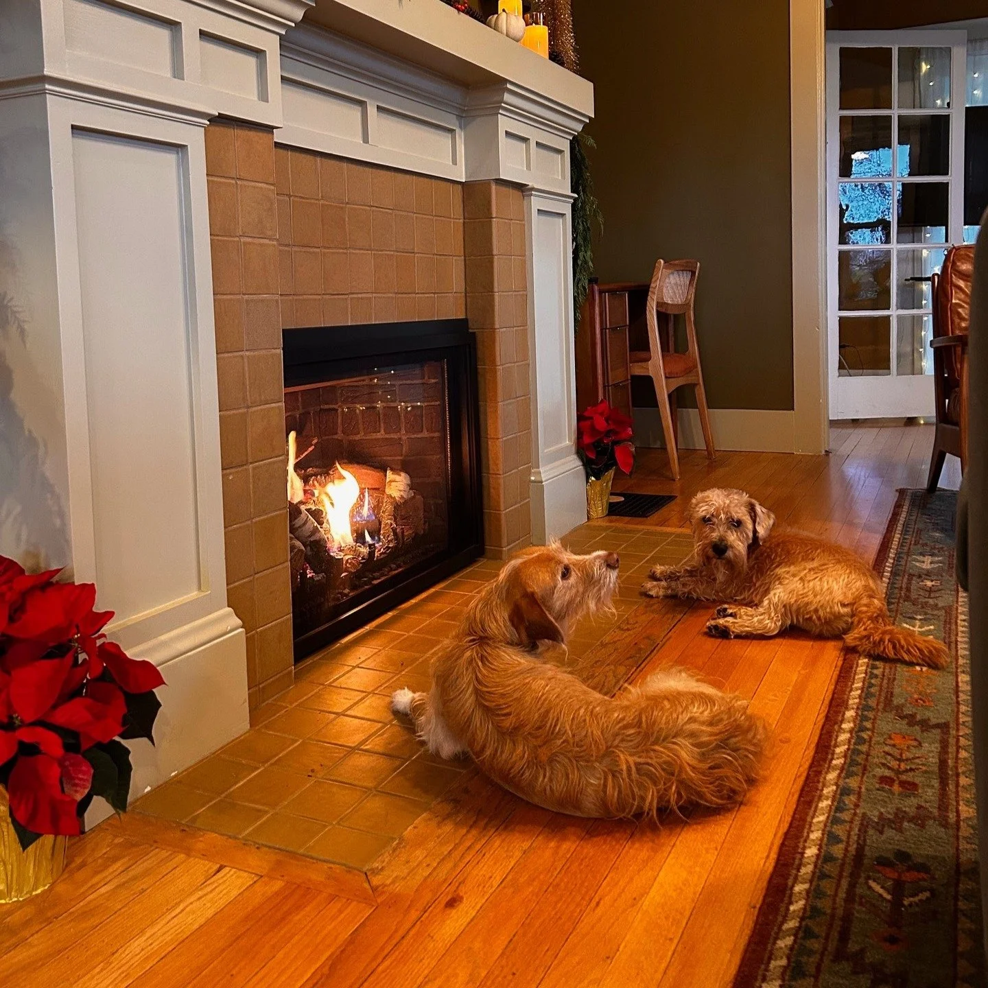 Even Hazel and Tots are getting cozy at Urban Nest 🐾🔥

With a warm fire, wagging tails, and friendly faces, it&rsquo;s no wonder our agents, staff, and visitors feel right at home when they&rsquo;re here.

What can we say? We love making Urban Nest
