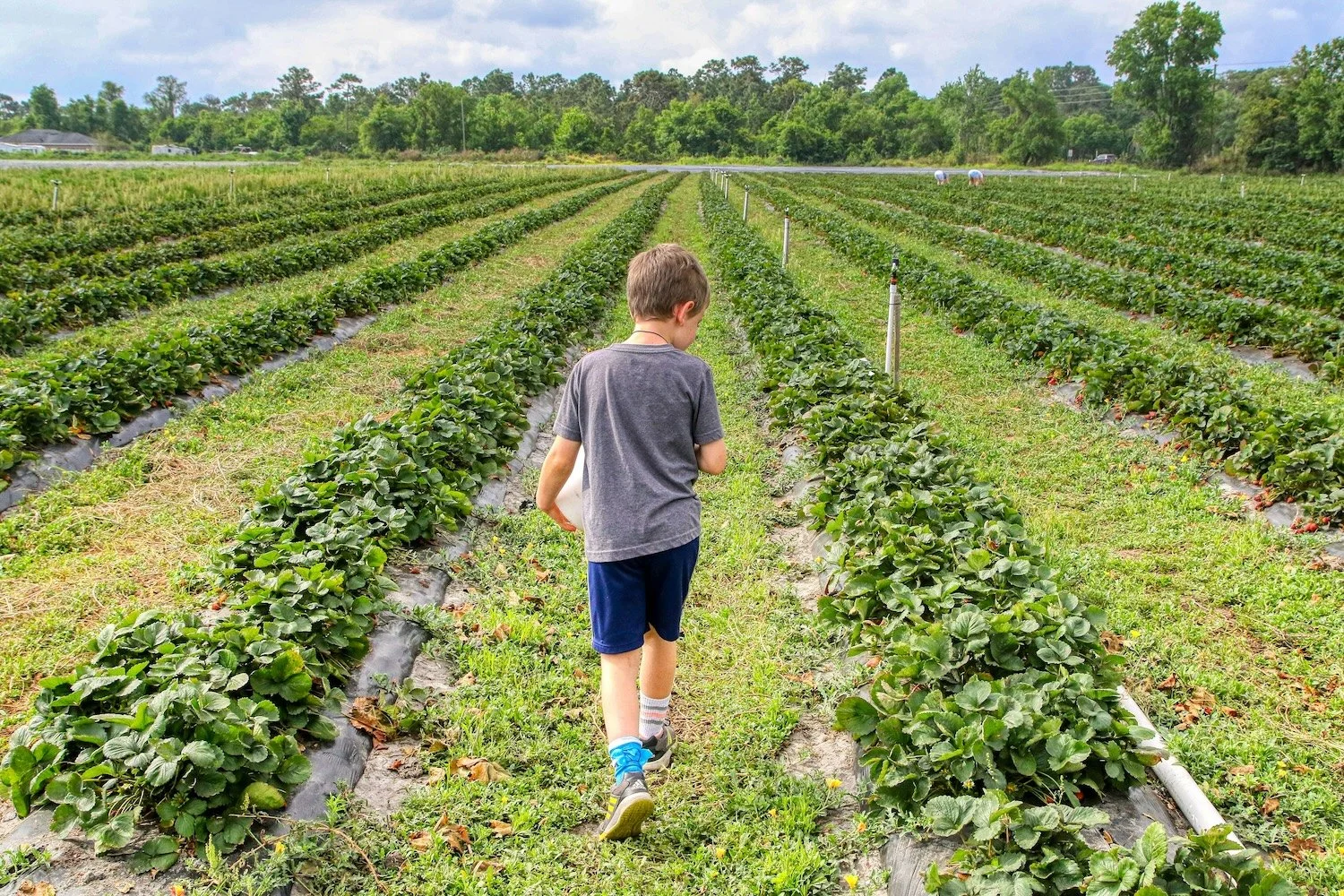 Pick Your Own Adventure: U-Pick Farms Around Portland &amp; Vancouver