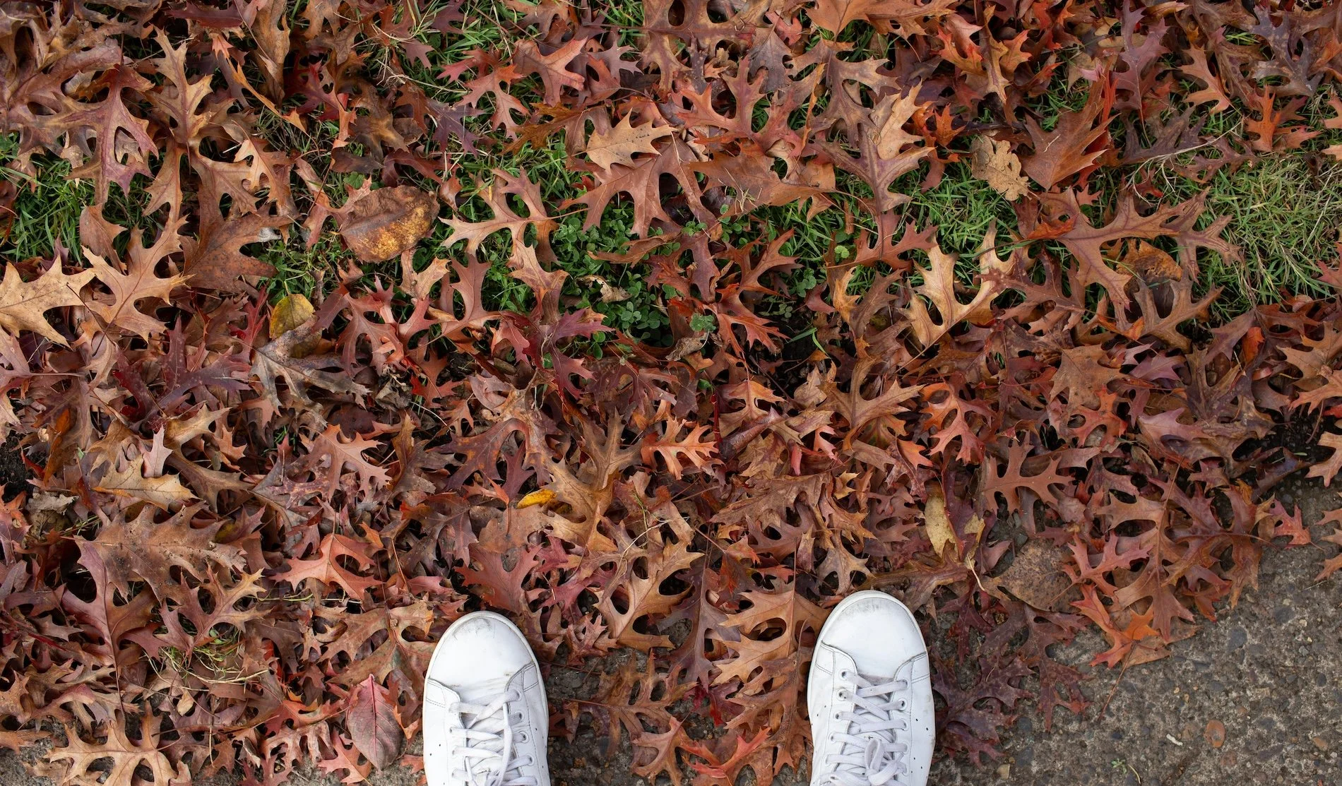 Our Monthly Picks Around Town: November 2026