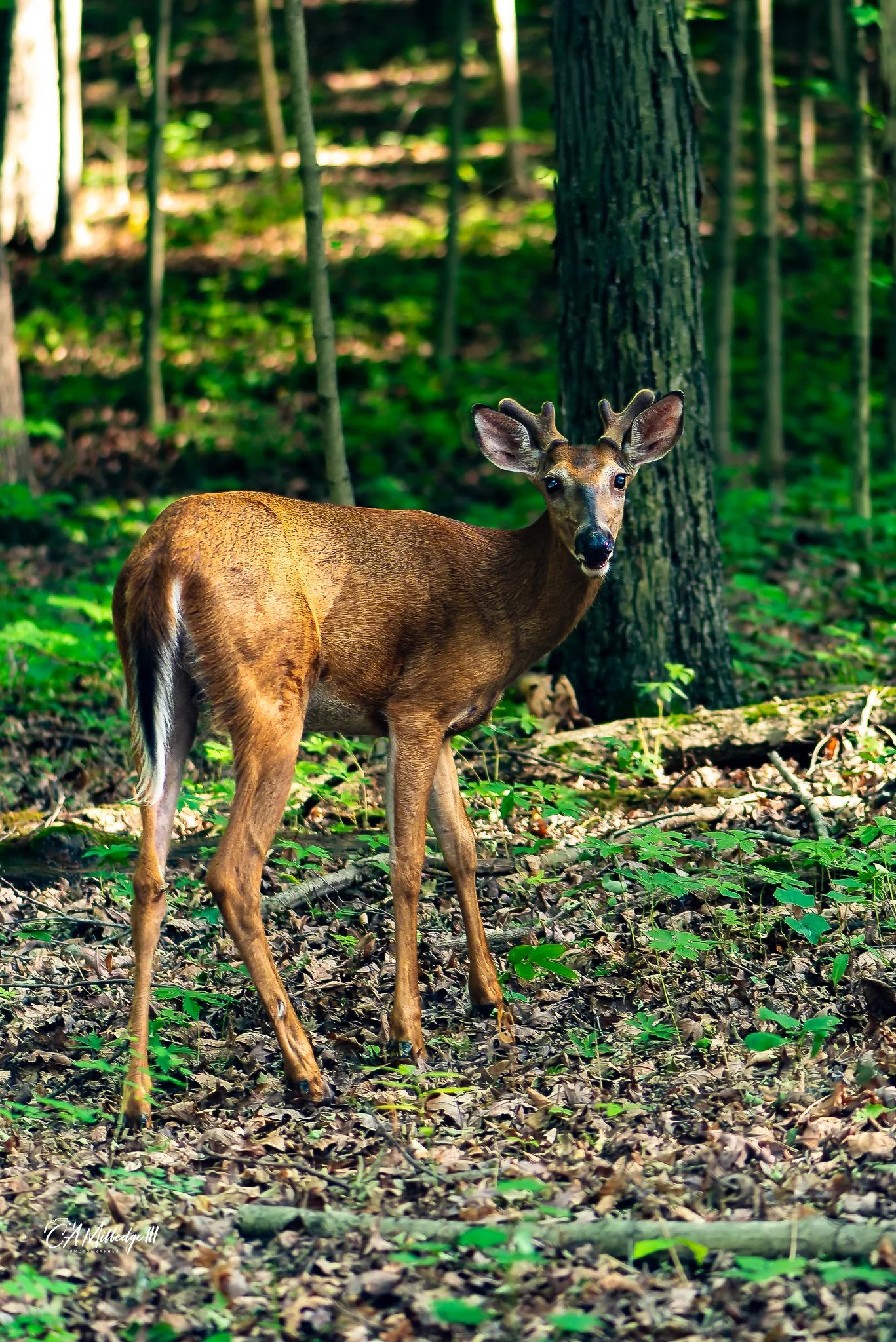 Male Whitetail Deer