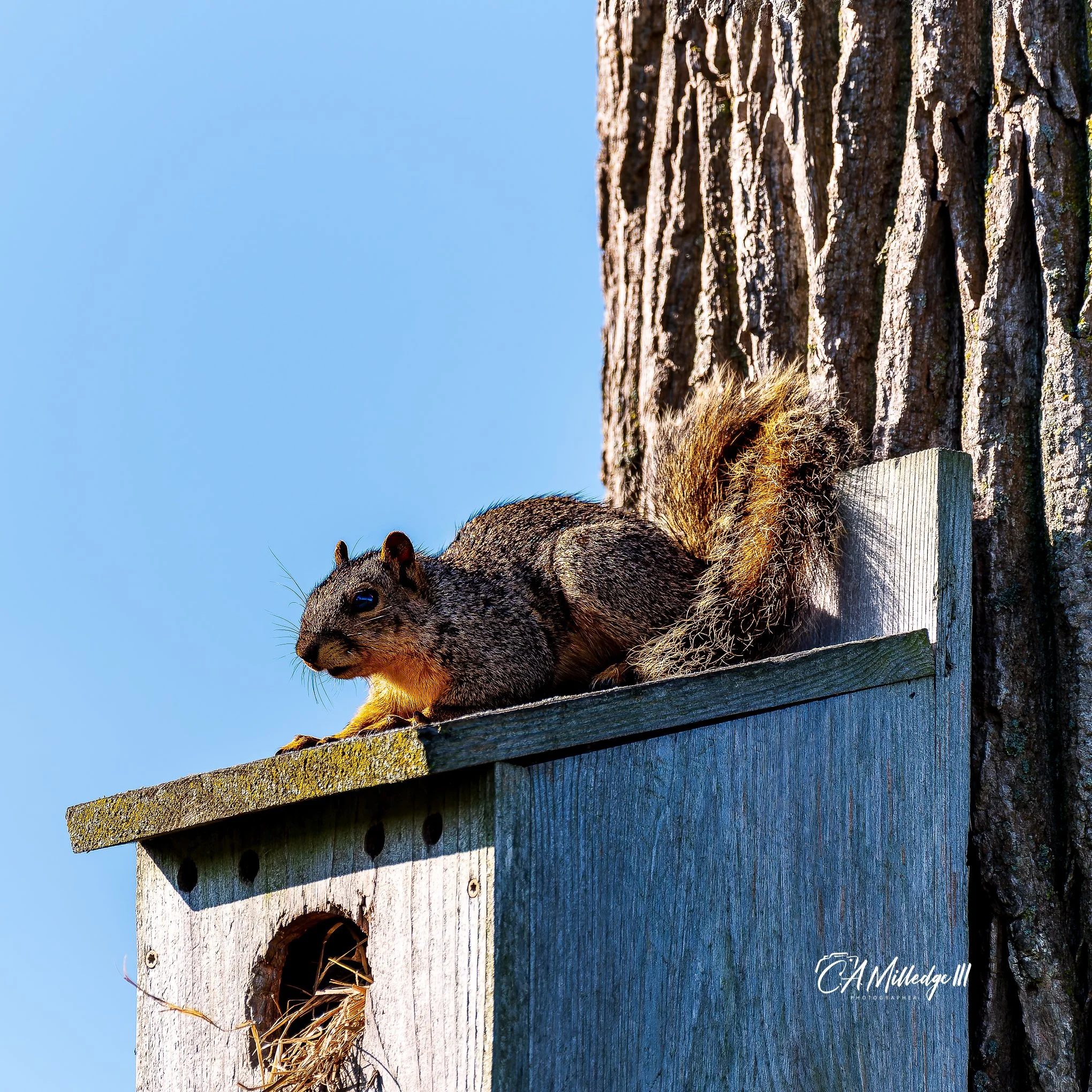 Foxtail Squirrel