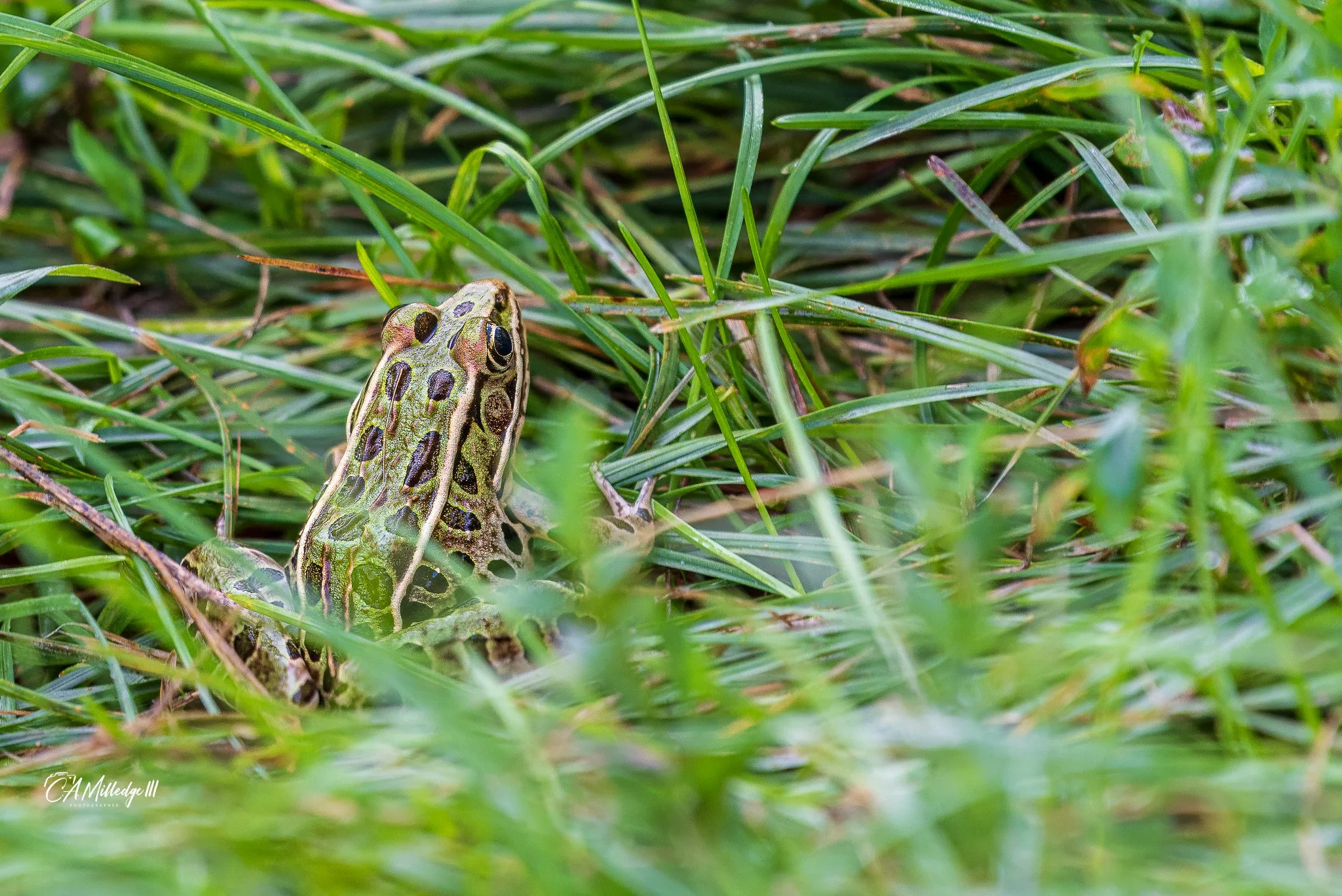 Nothern Leopard Frog