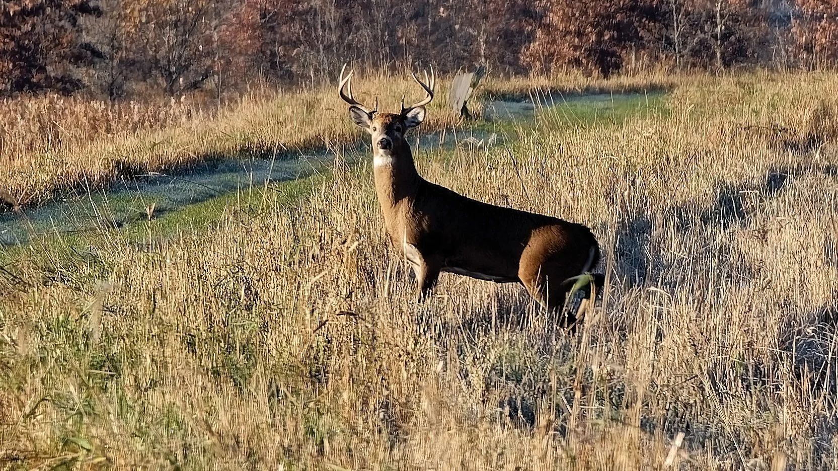 EM+Buck+5.jpg