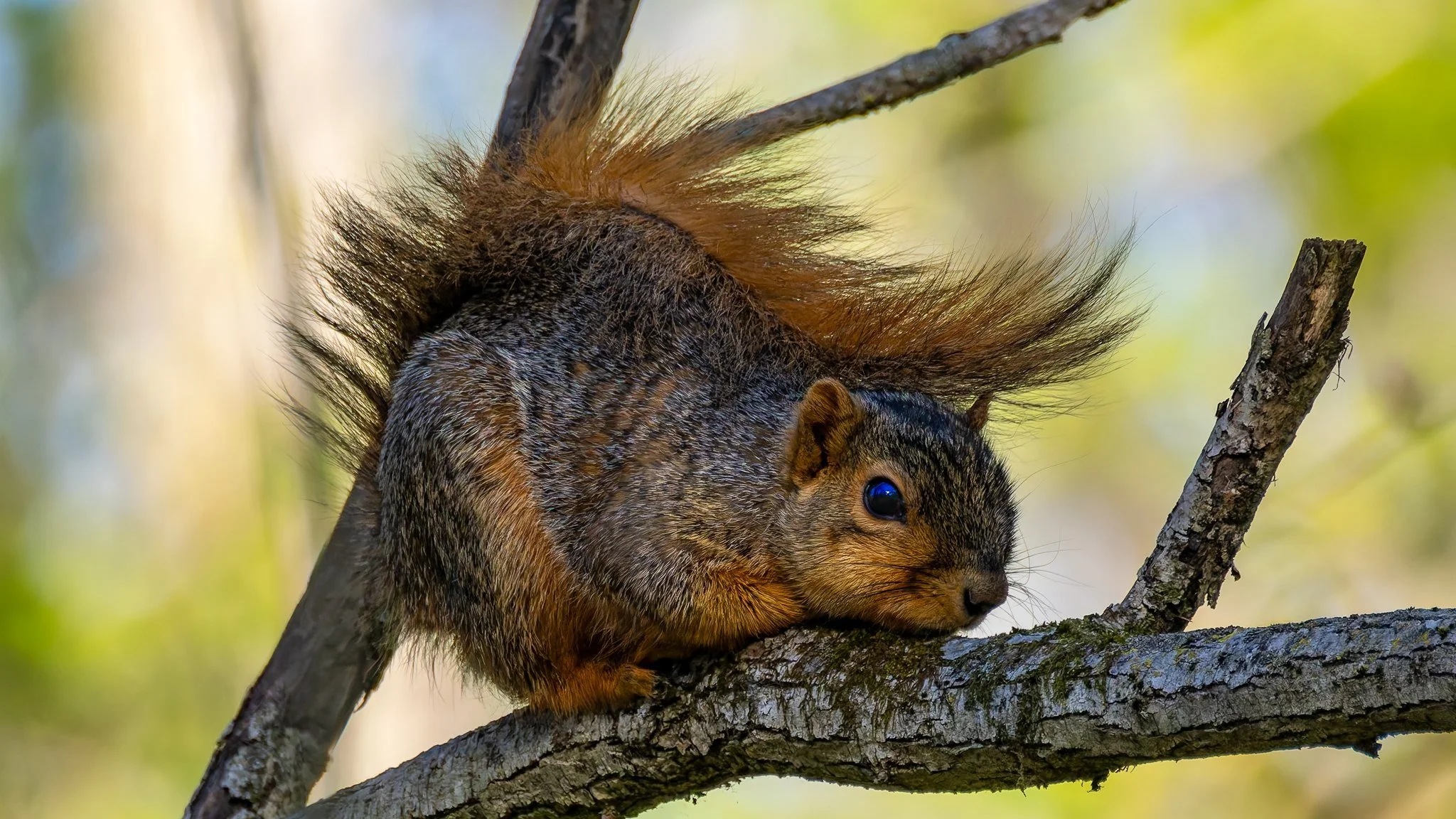Foxtail Squirrel