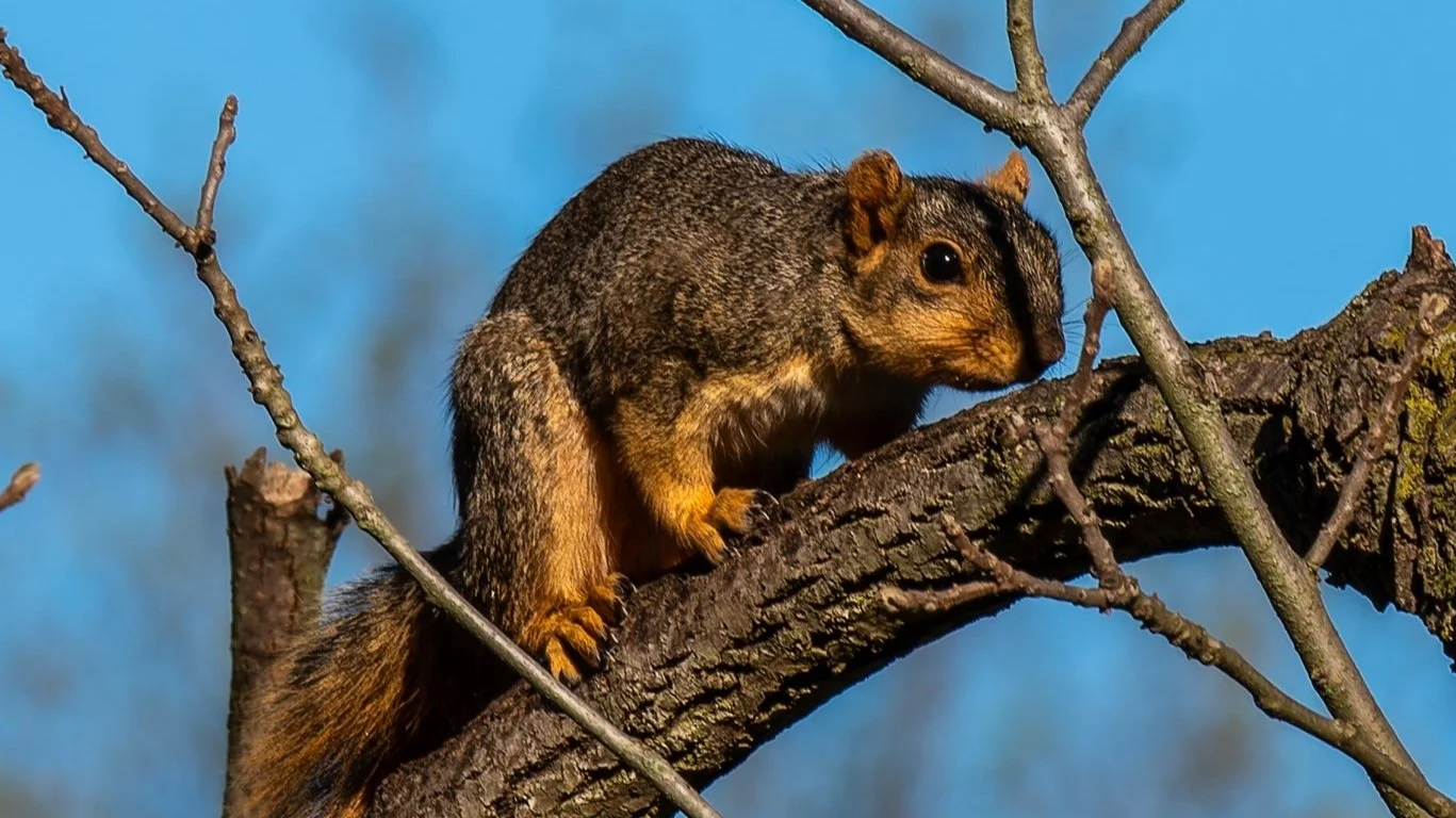 Gray Squirrel