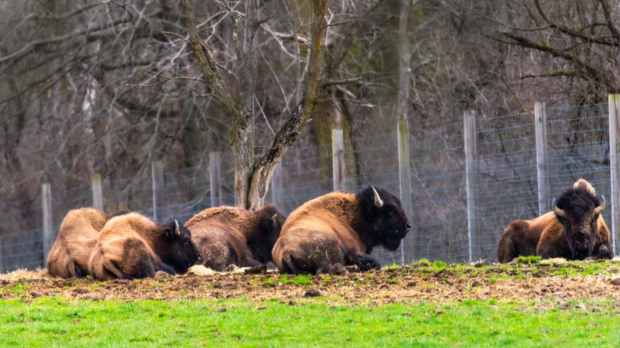 OSP+Buffalo+1+fb.jpg
