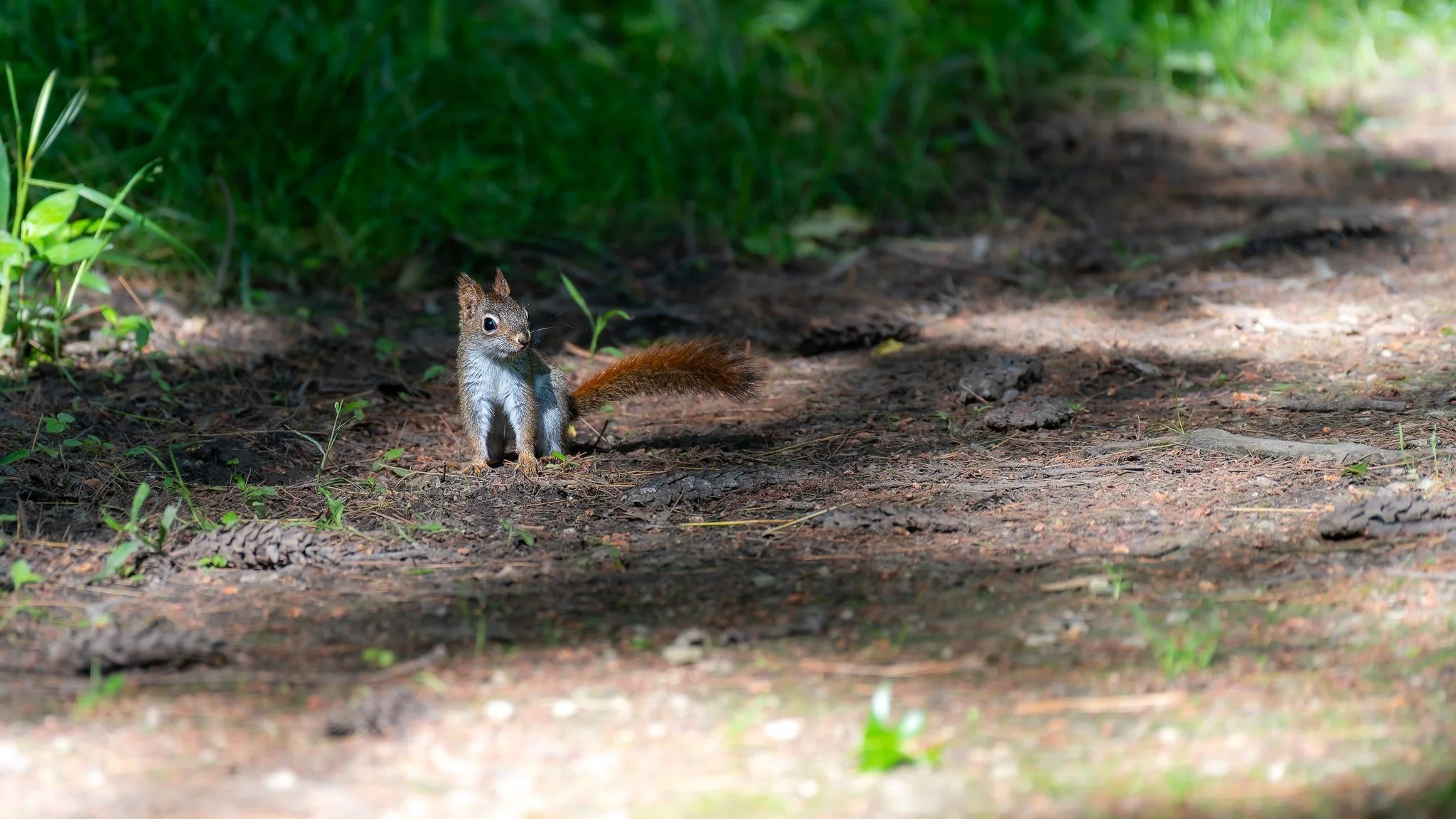 Red+Squirrel+sm+wWM-1.jpg