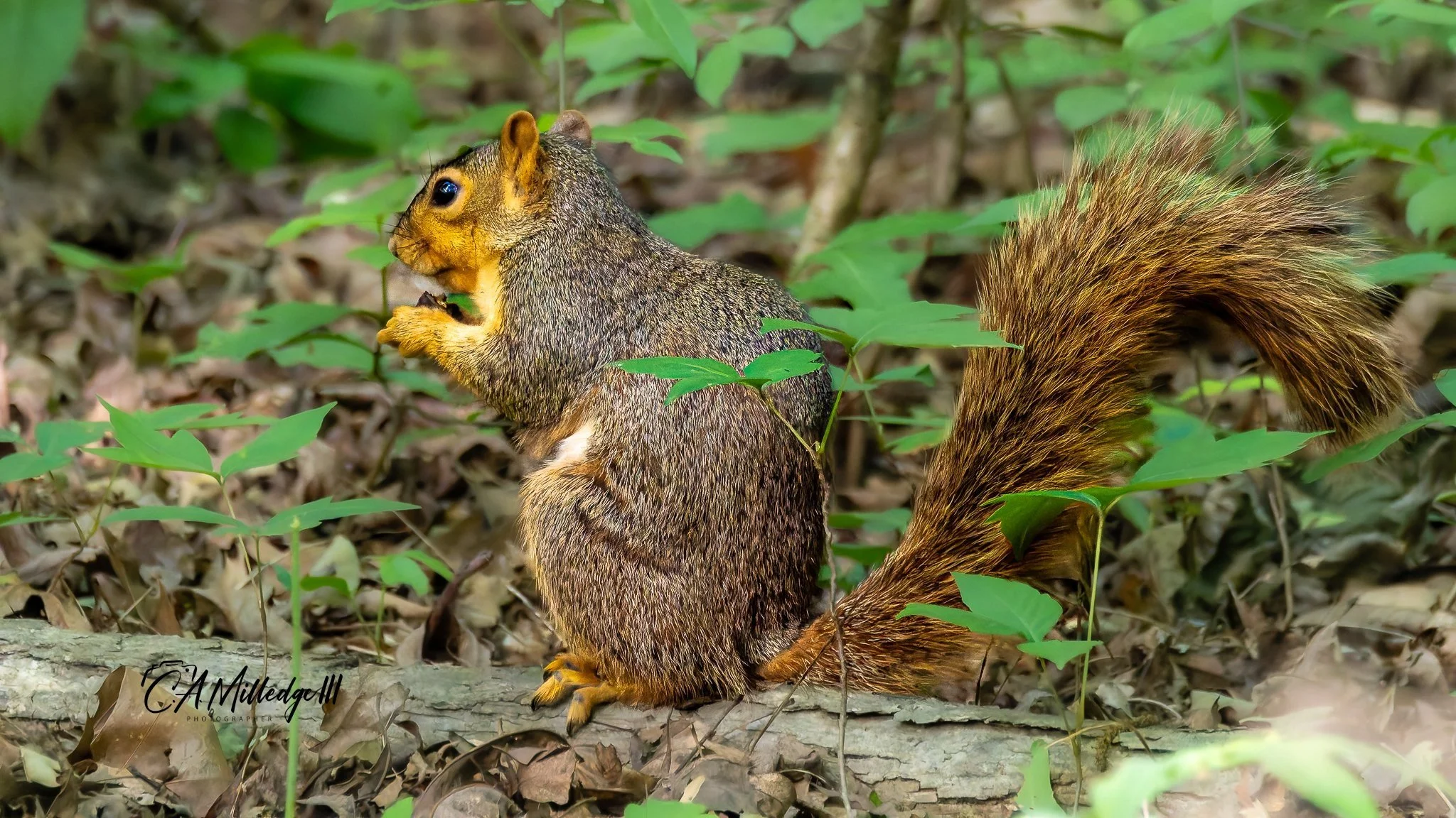 Foxtail Squirrel