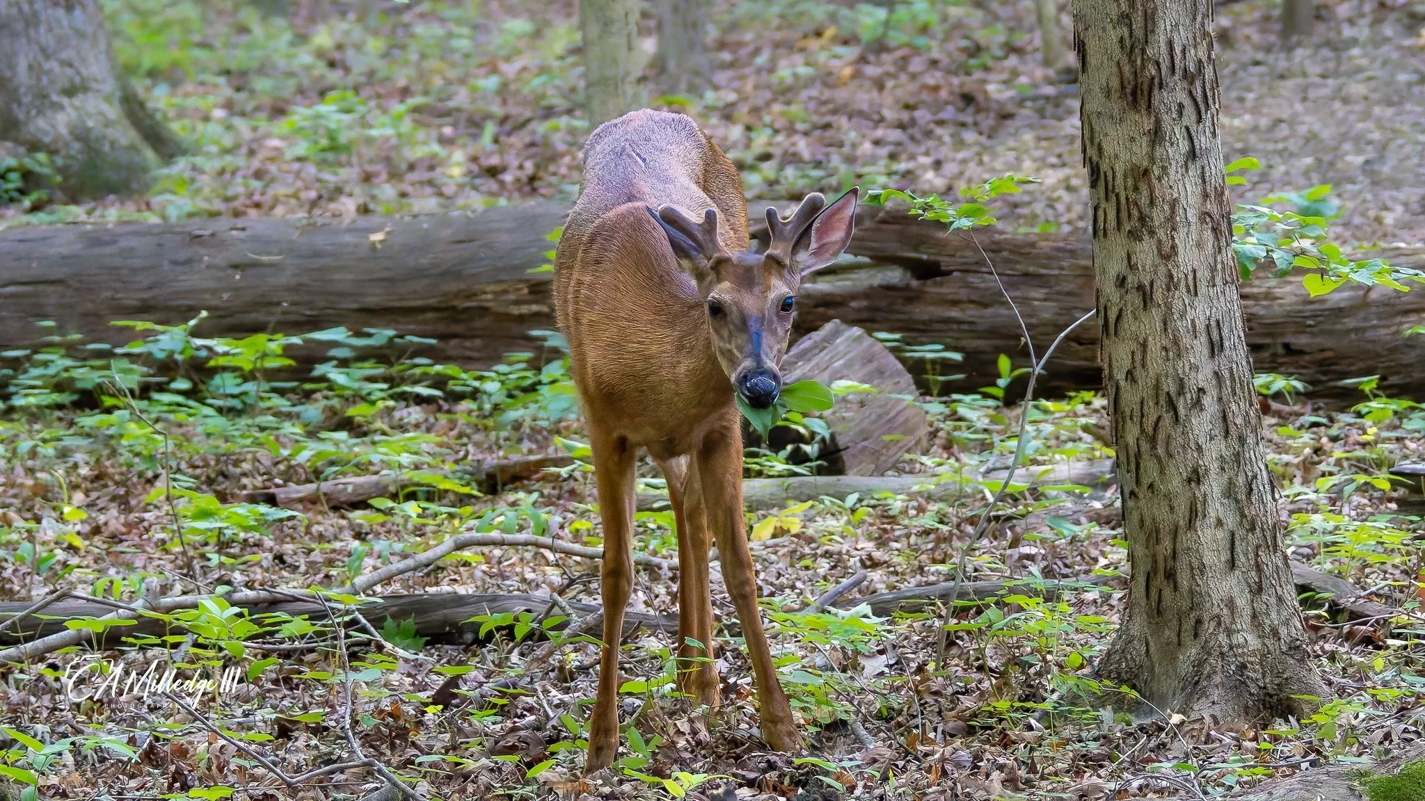 Whitetail+Buck+sm+wWM-1.jpg