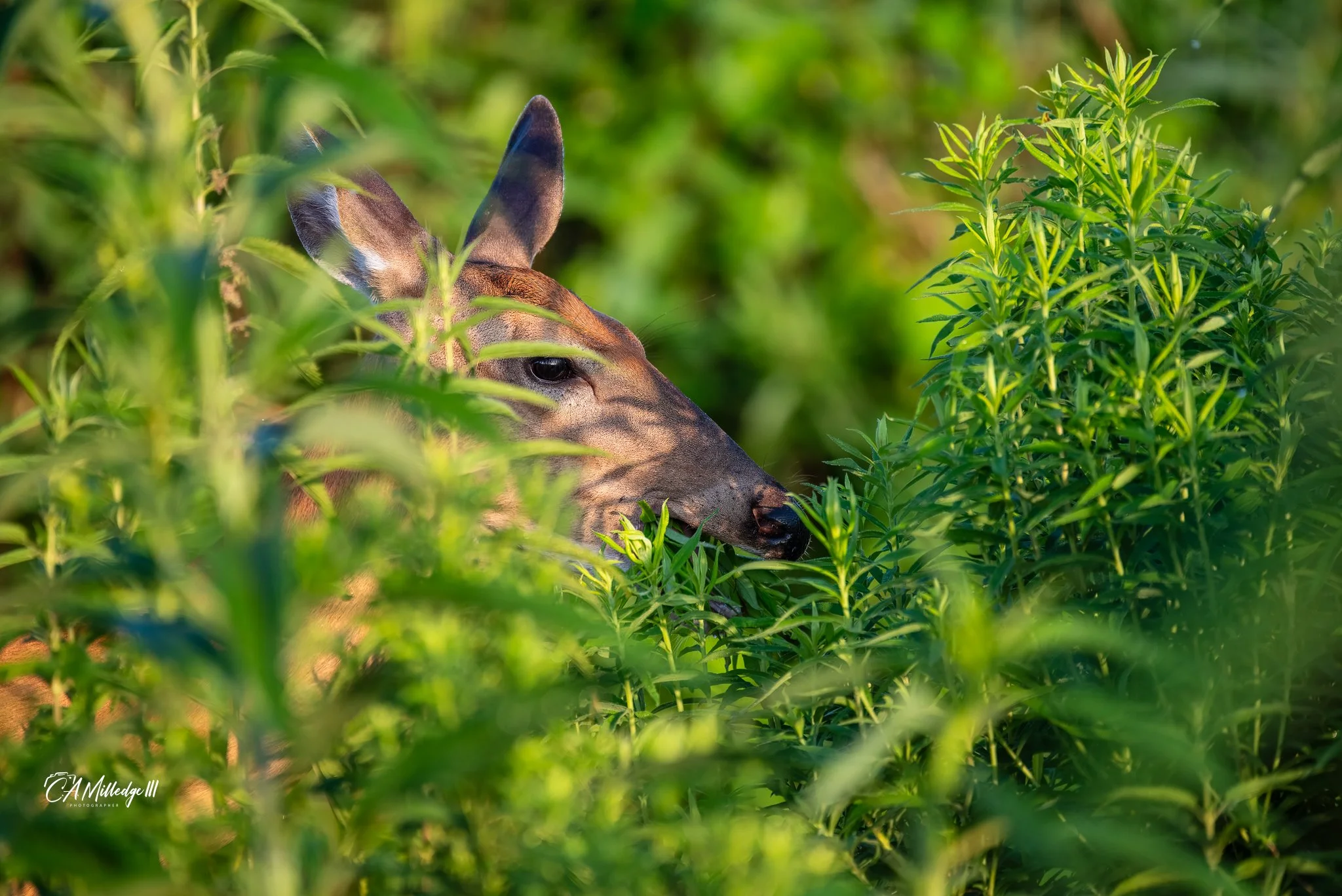 Whitetail Deer (doe)