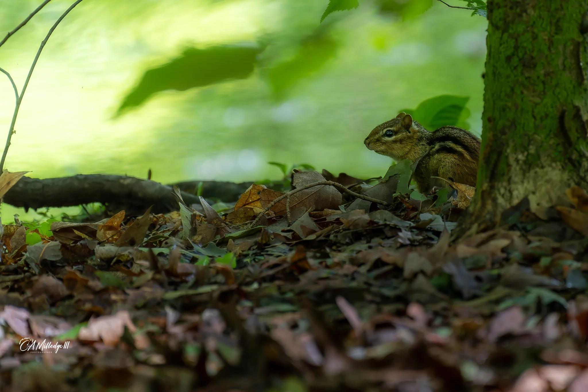 Chipmunk