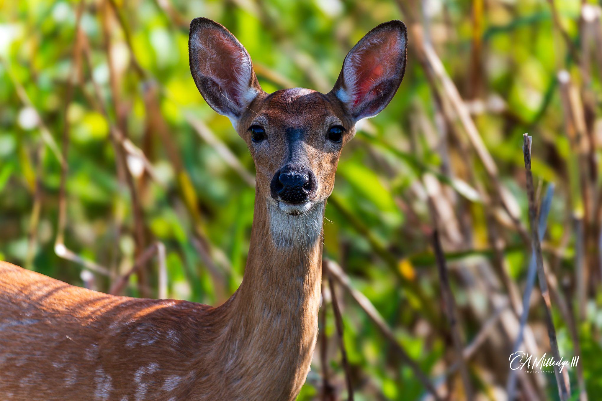 Whitetail Fawn