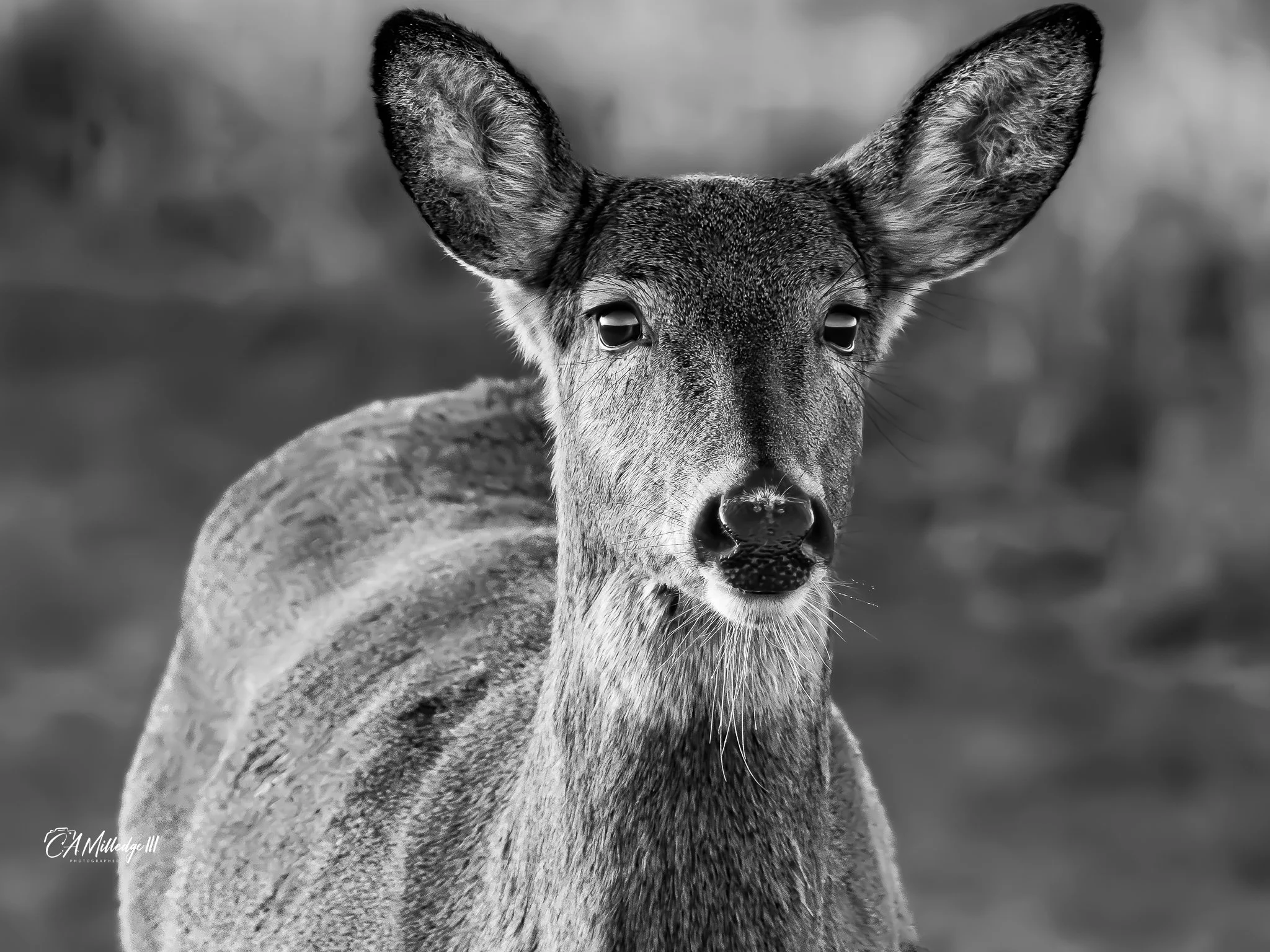 Whitetail Deer (Doe)