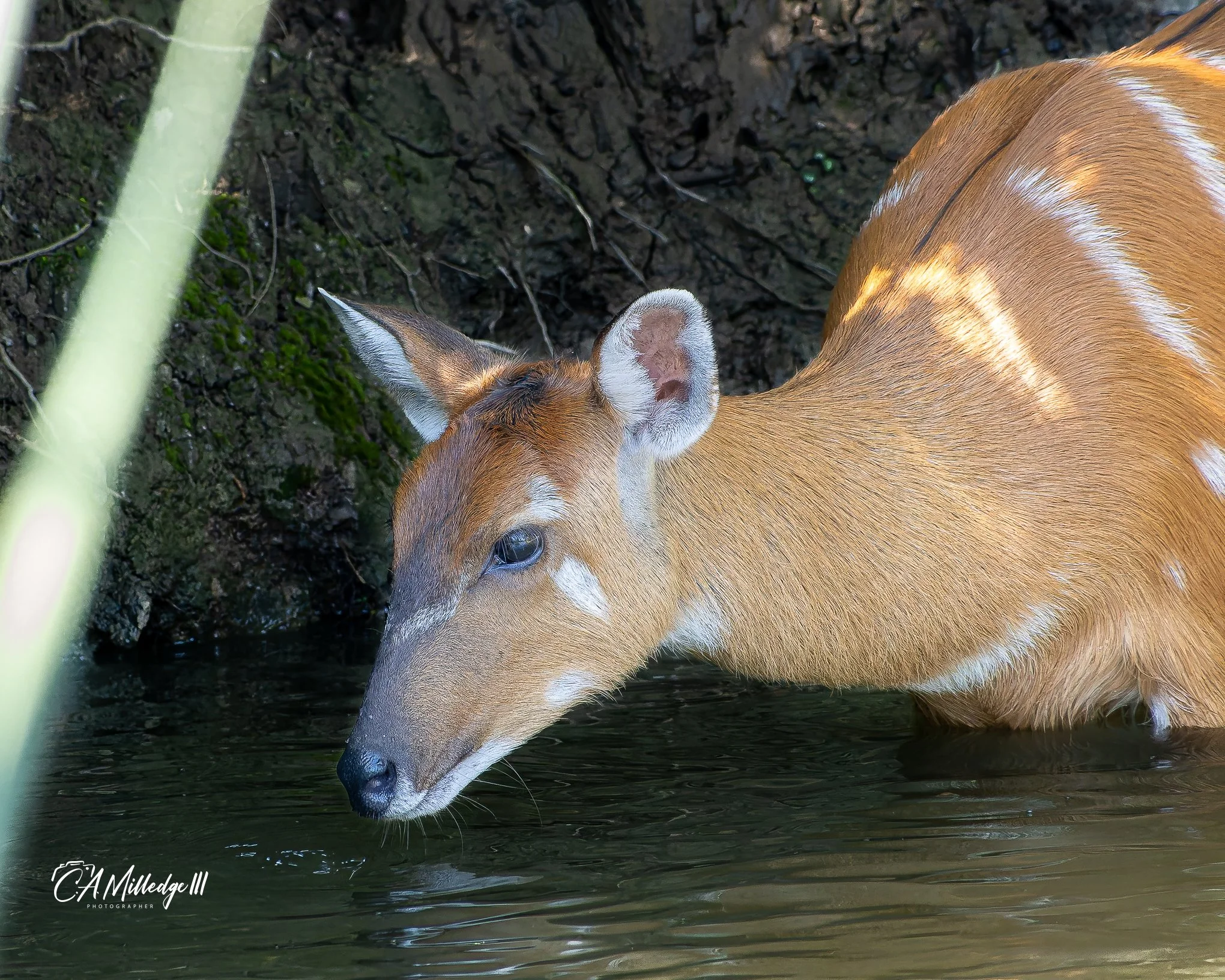 Sitatunga Sipping Water