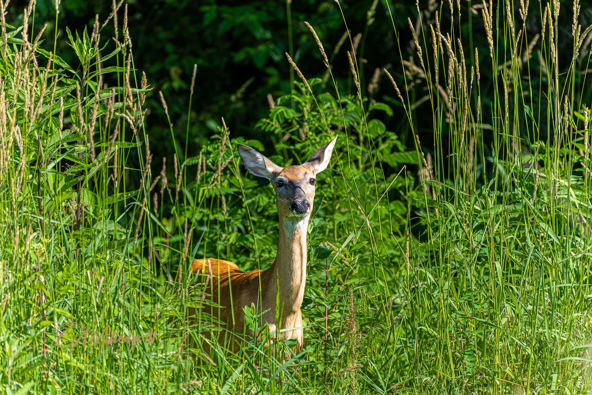 Female Whitetail Deer