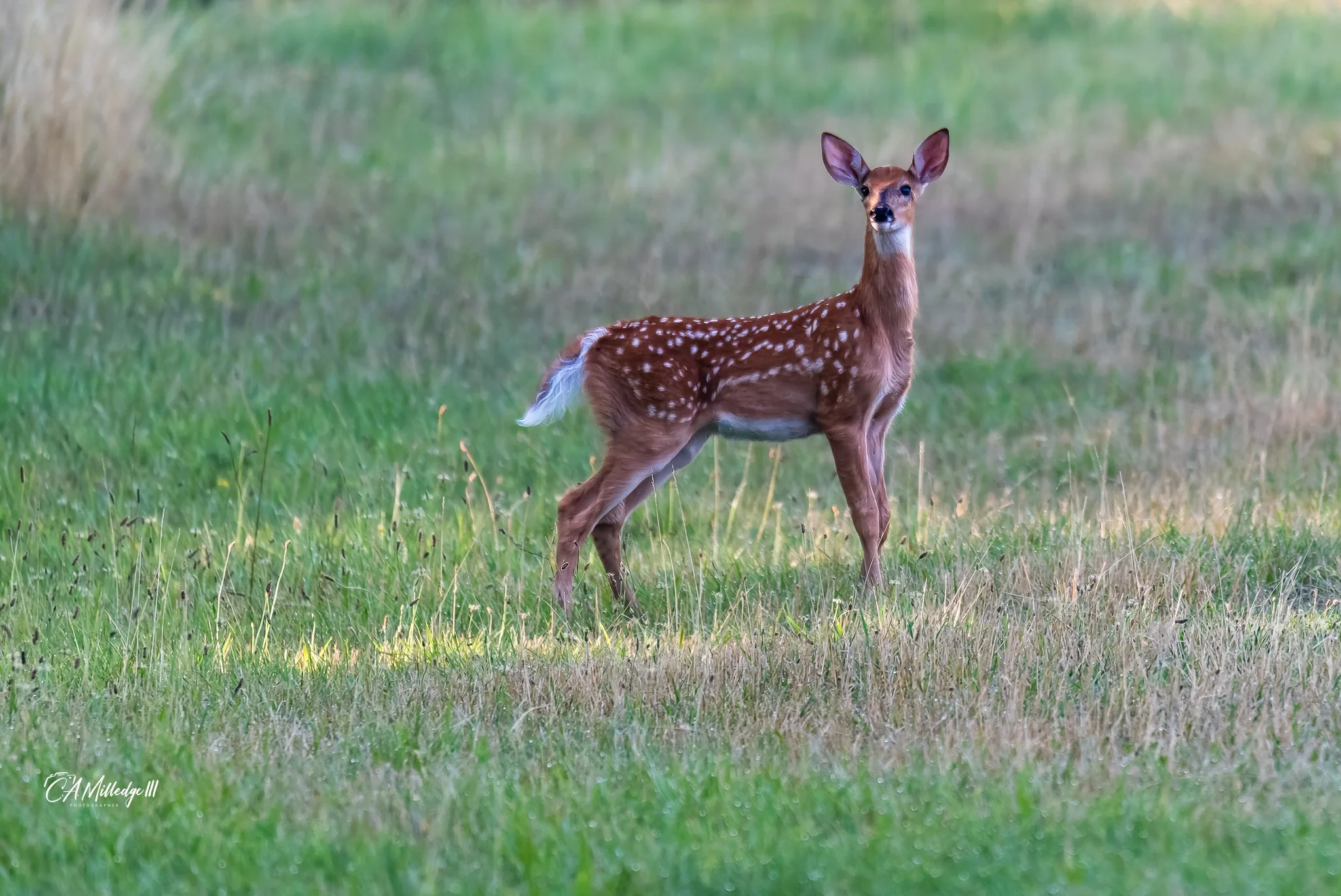 Spotted Whitetail Fawn