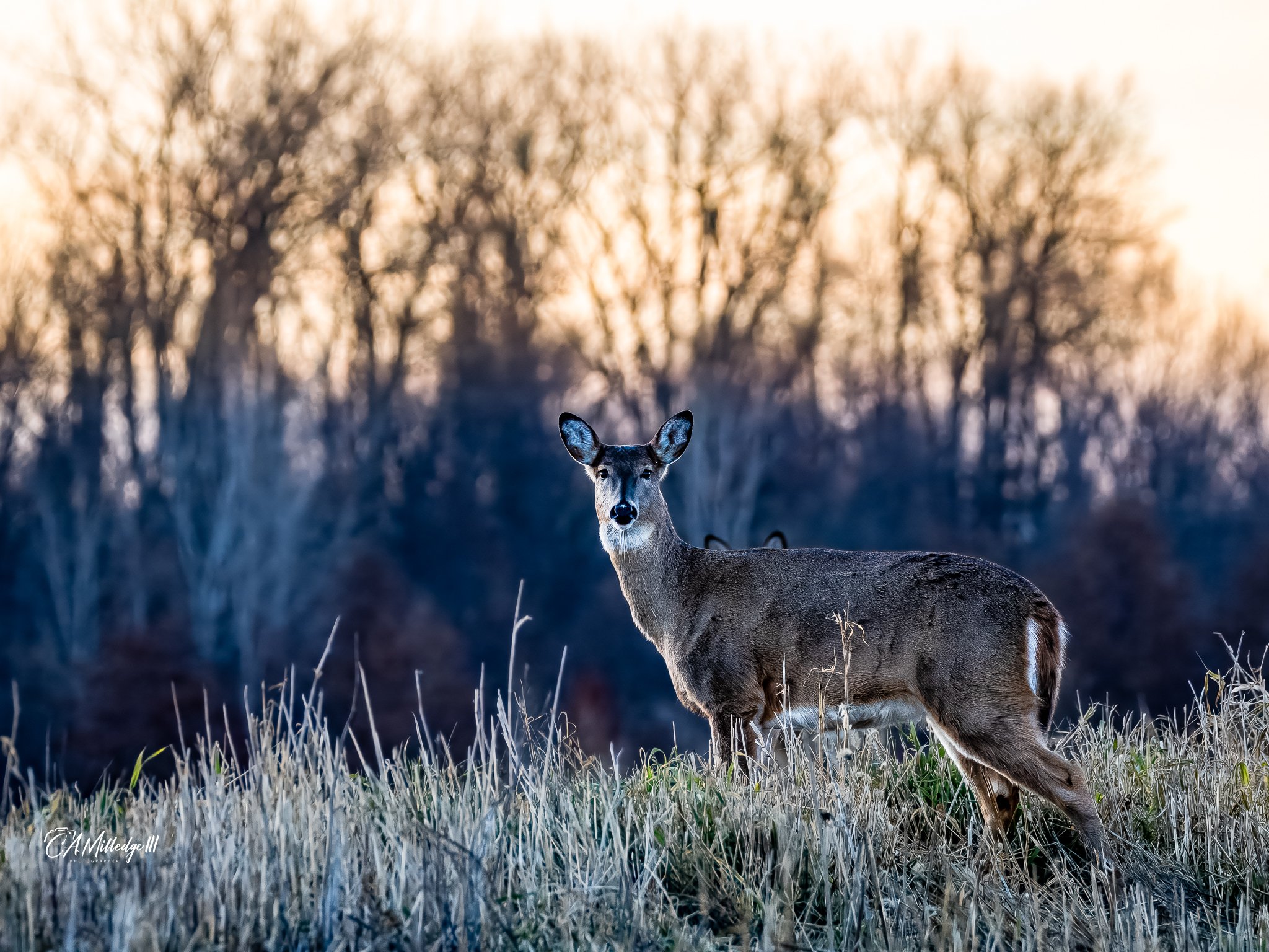 Whitetail Deer (Doe)