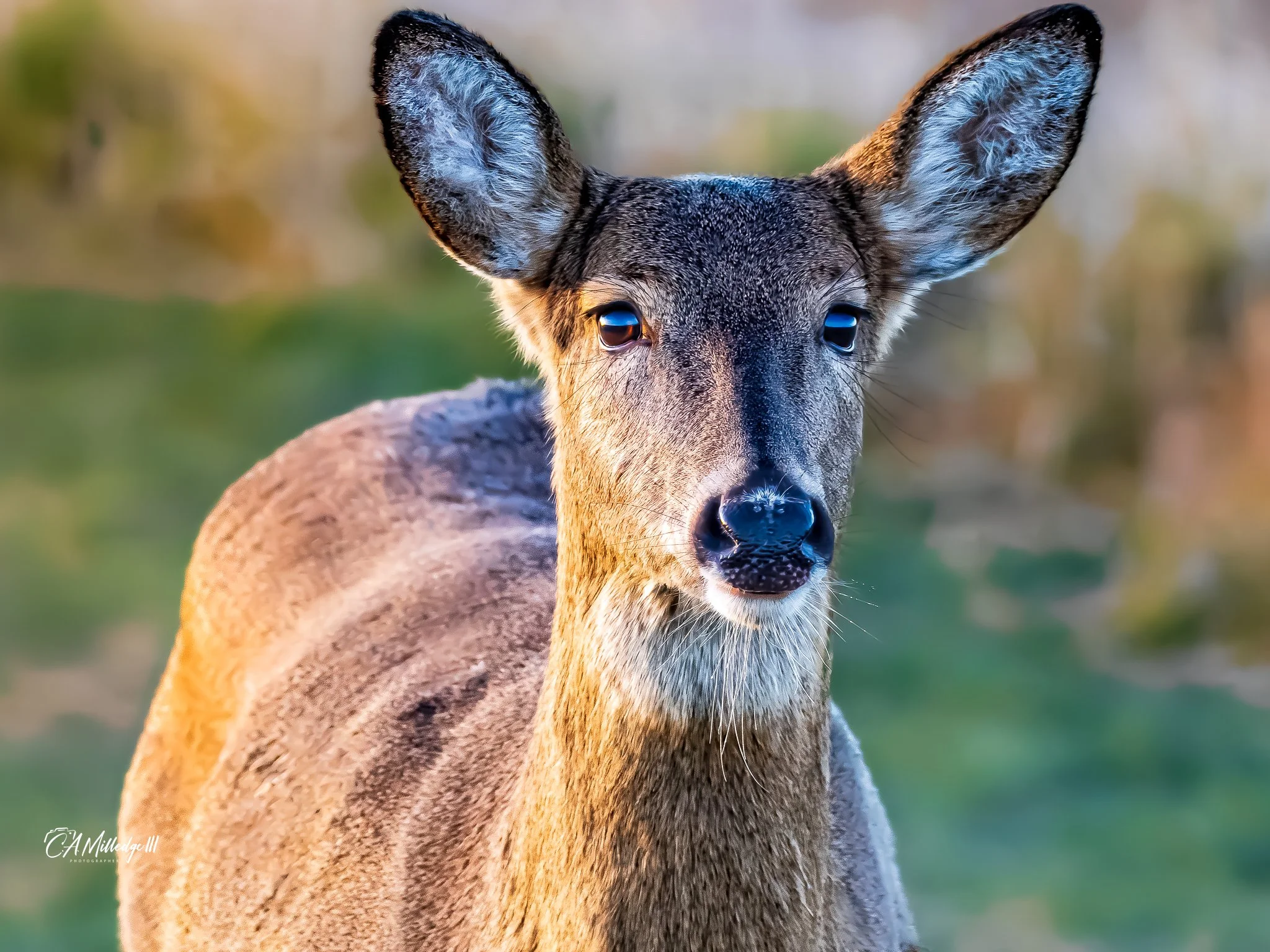 Whitetail Deer (Doe)