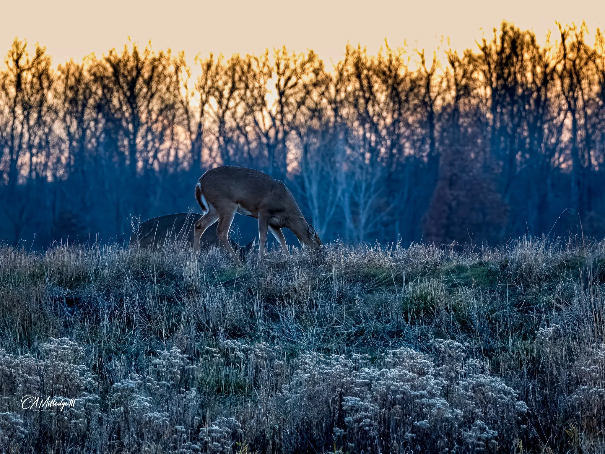 Whitetail Deer (Does)