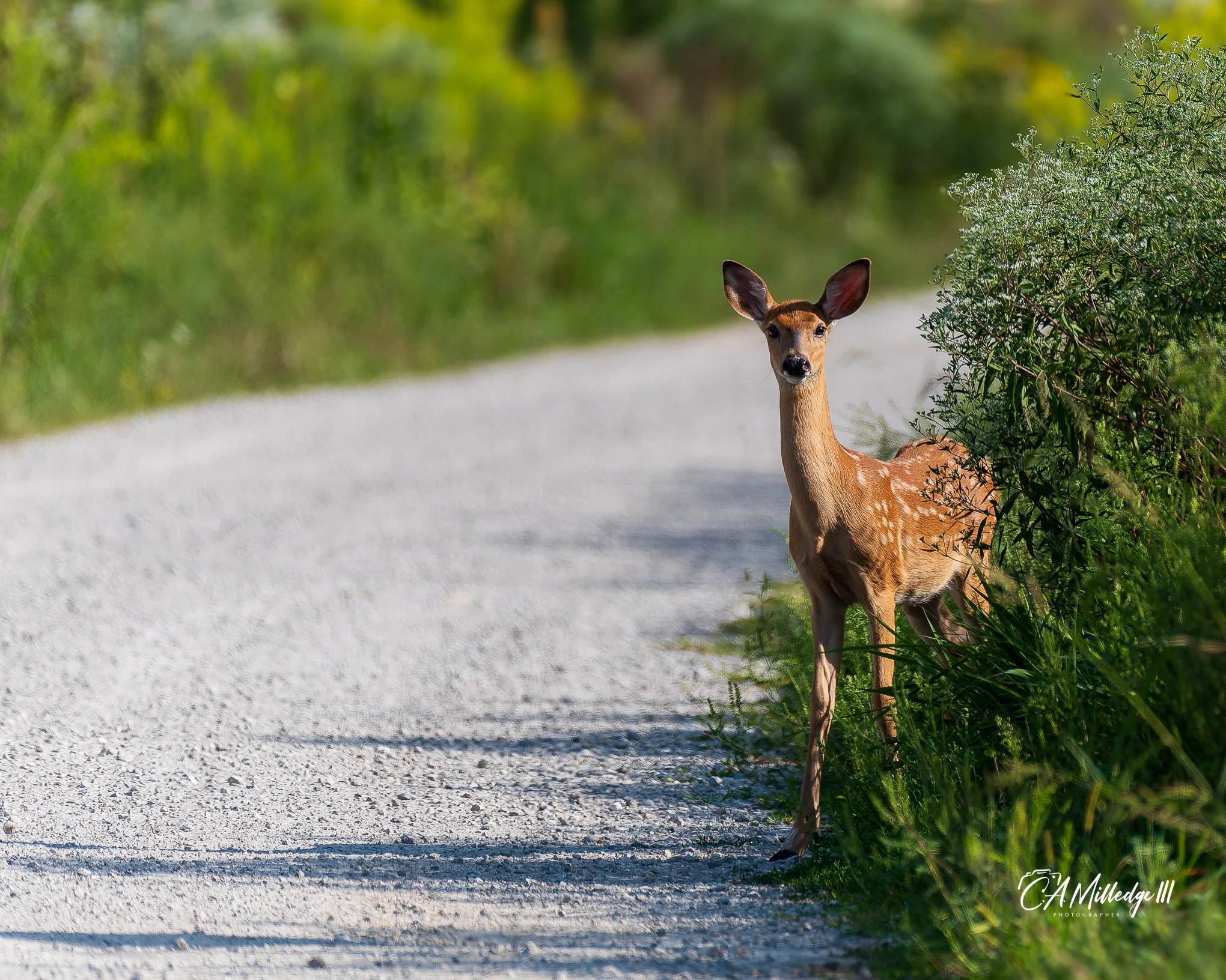 Whitetail Fawn