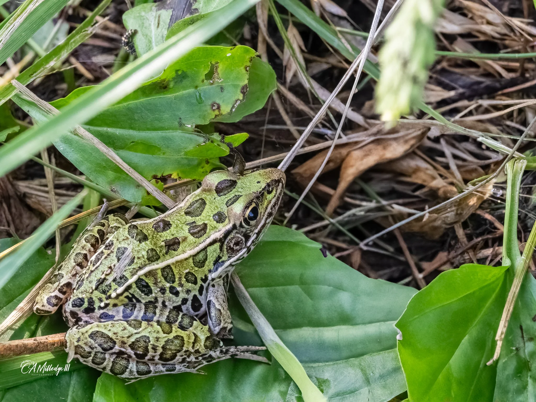 Northern Leopard Frog (Lithobates pipiens)