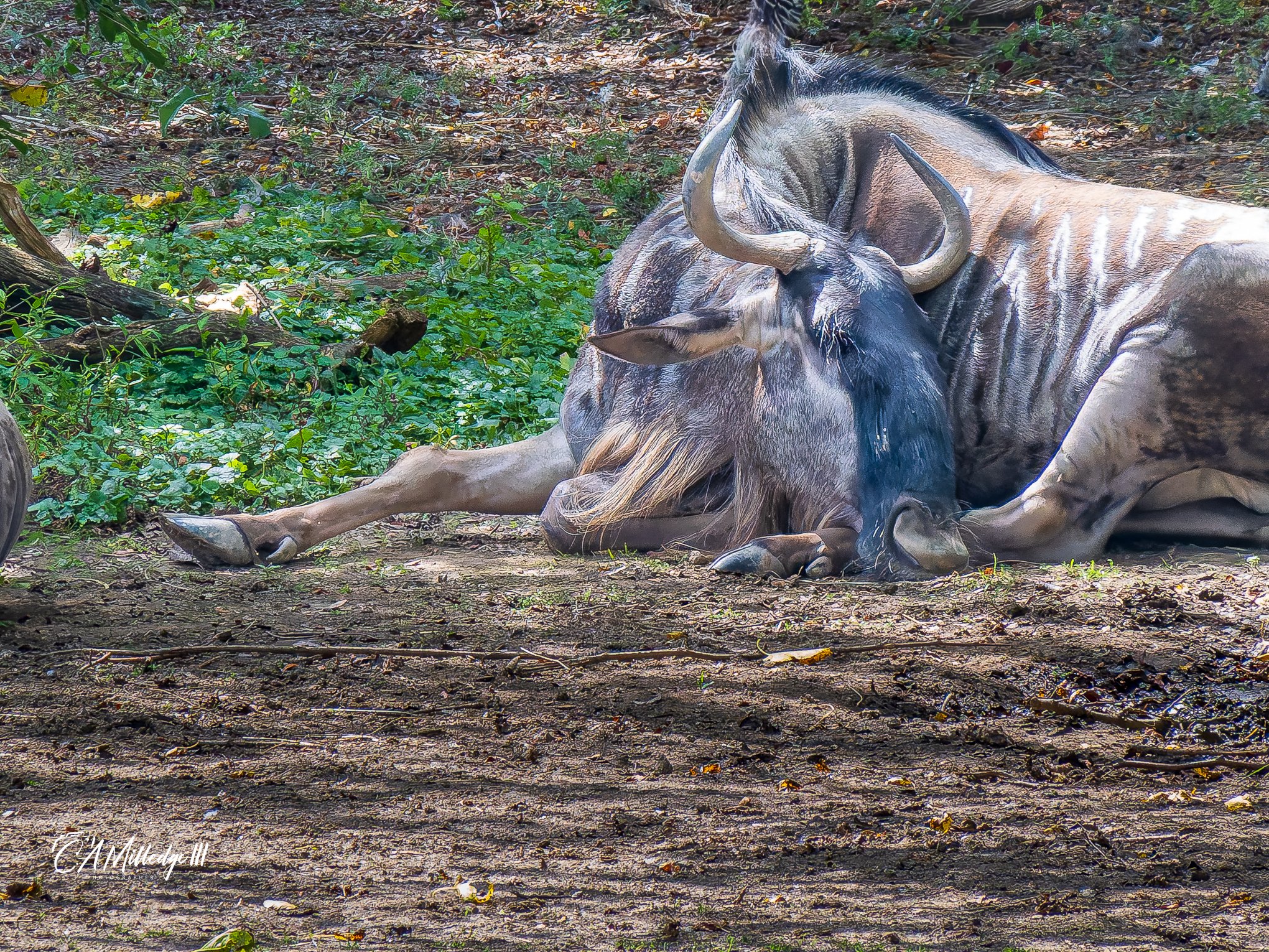 Wildebeest