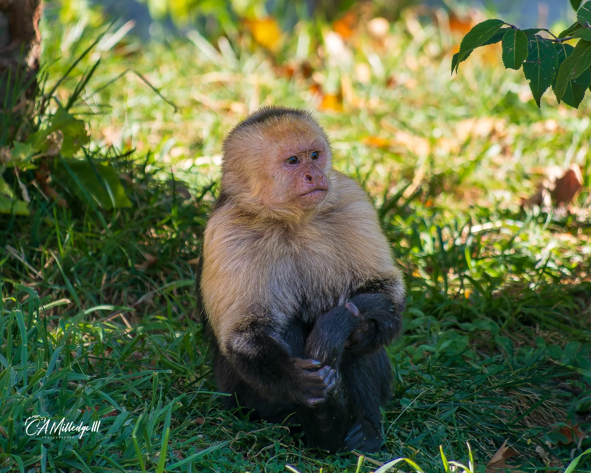 Capuchin Monkey