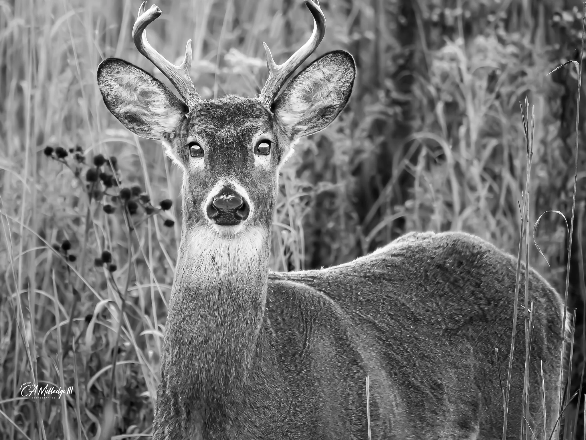 Whitetail Deer (Buck)