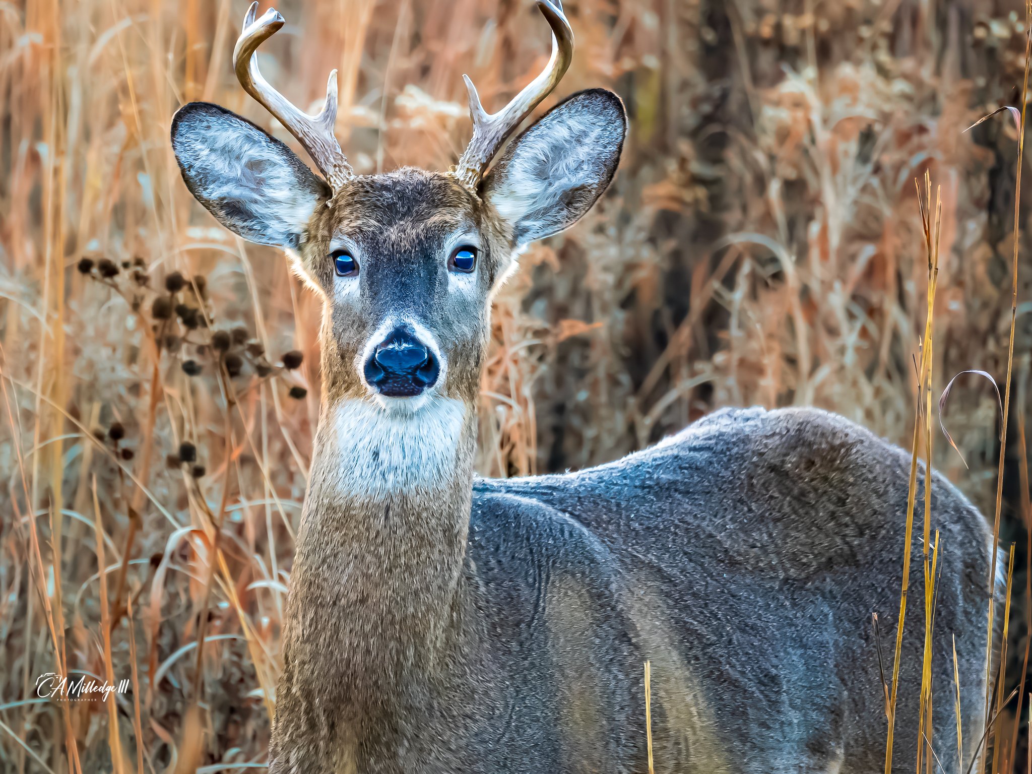 Whitetail Deer (Buck)