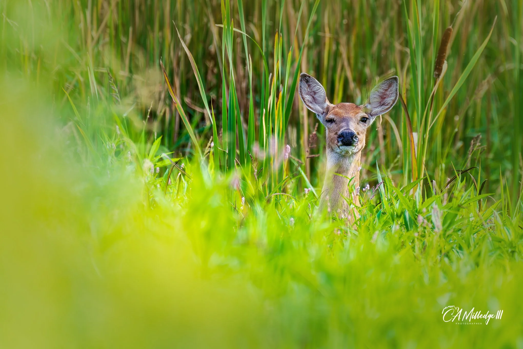 Whitetail Doe