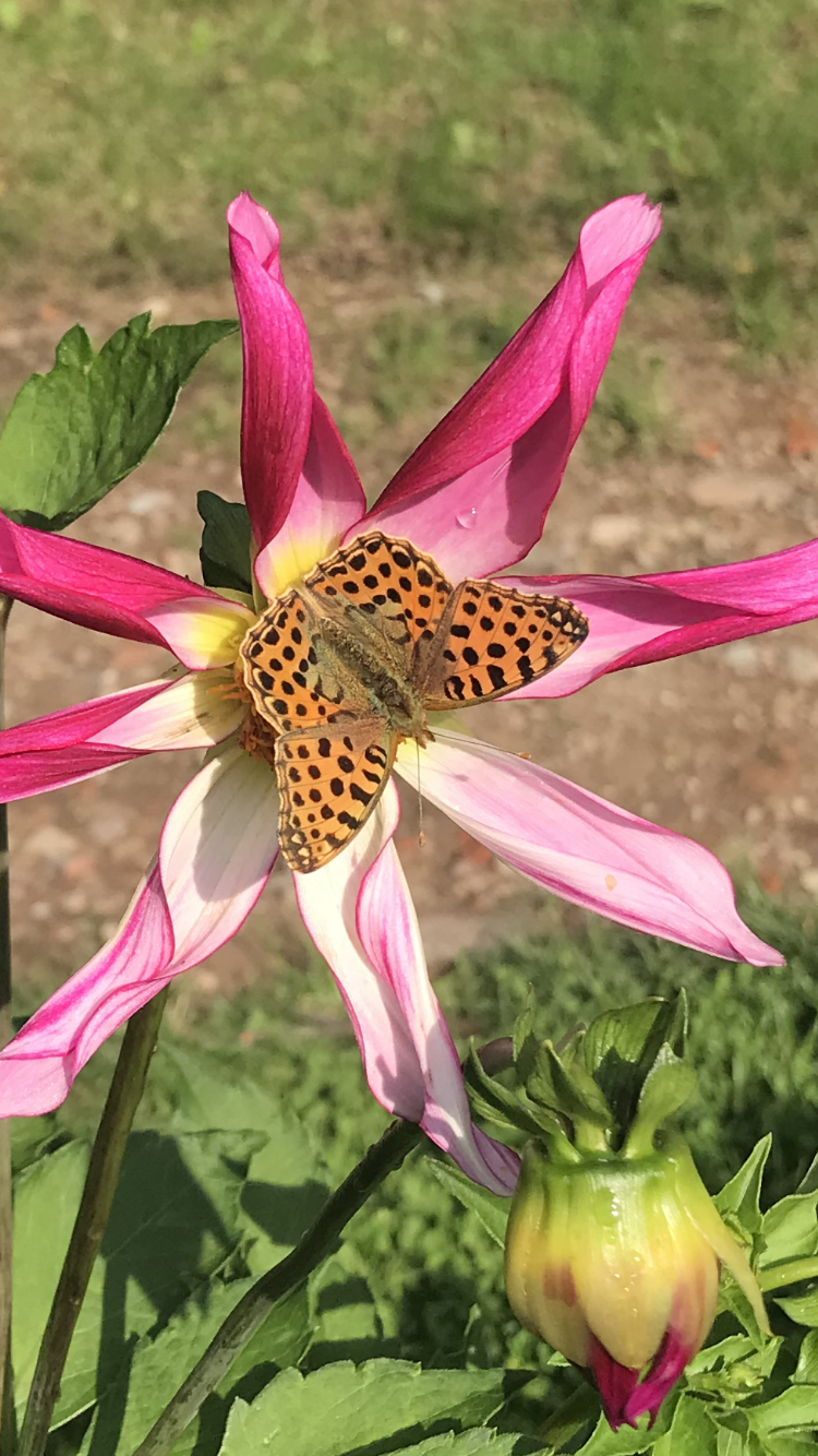 Mit der Familie die Rostocker Heide entdecken. Dem Wald näher kommen, dem geheimen Leben!