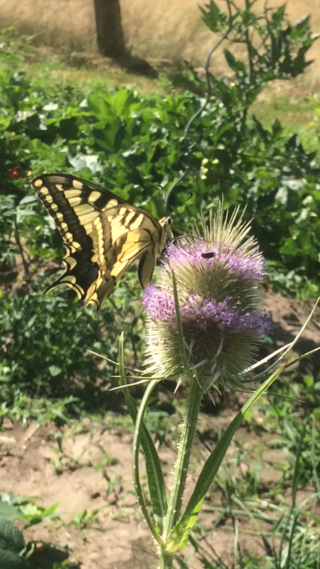 Naturpädagogik in der Rostocker Heide 2026. Den Wald spielend entdecken! Bäume! Vögel! Natur!