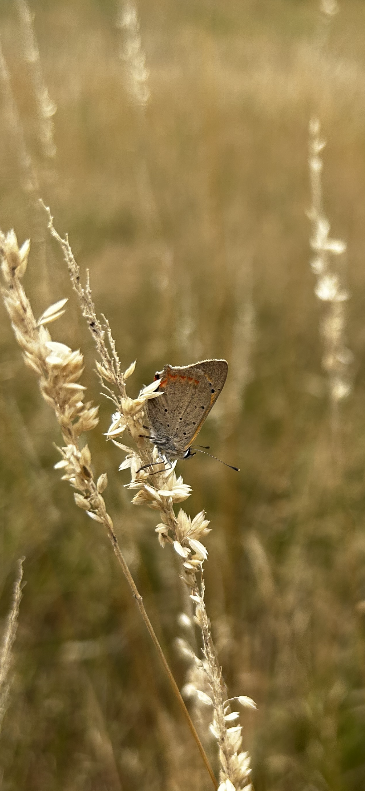 Die Rostocker Heide und ihre Natur entdecken!