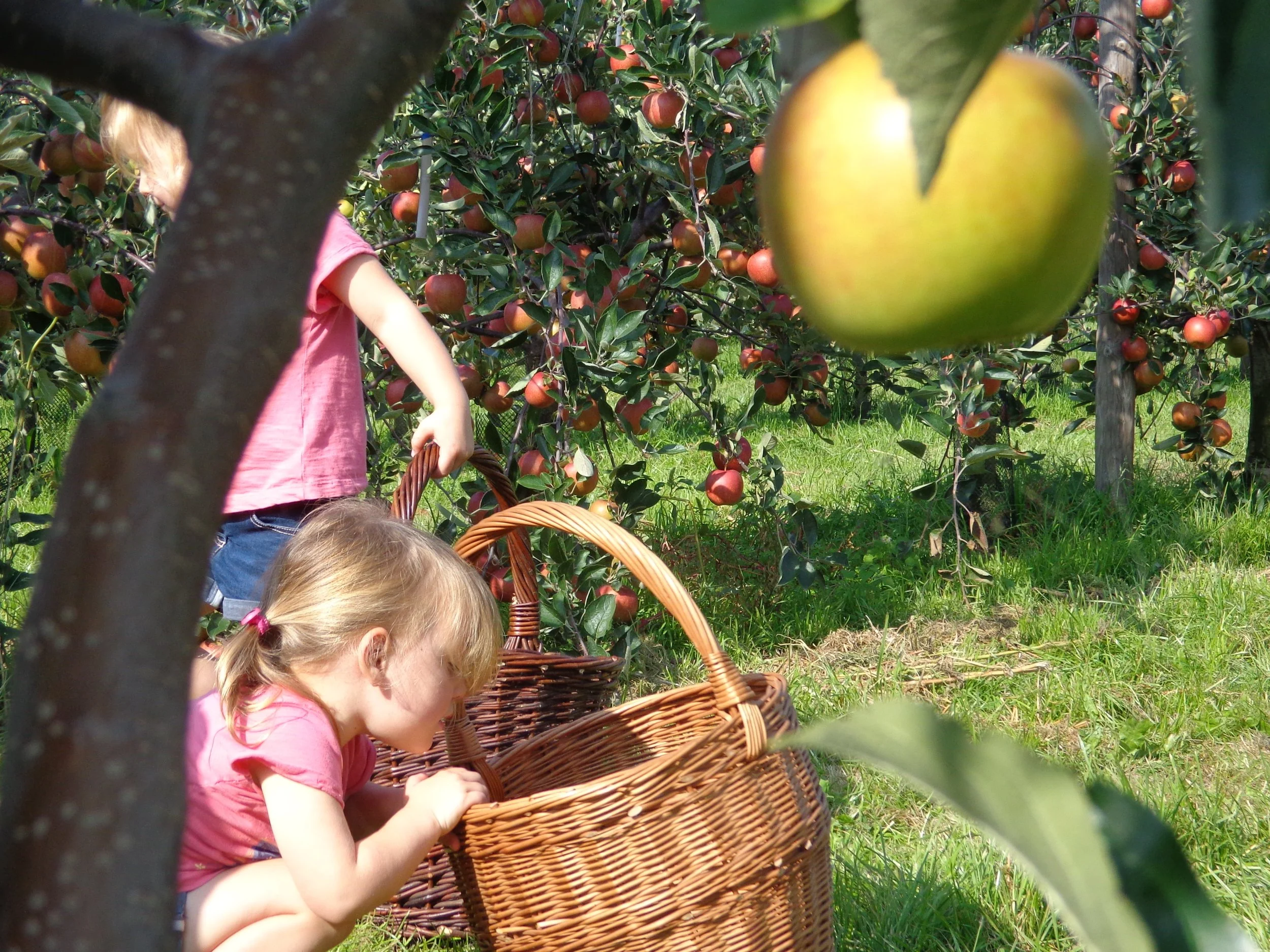 Jacobs fruit - welkom in het biologisch fruitbedrijf van Hugo Jacobs in ...
