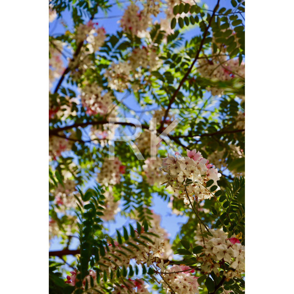 image_original_87c69d95a624572b1d842444b47e69f3.png