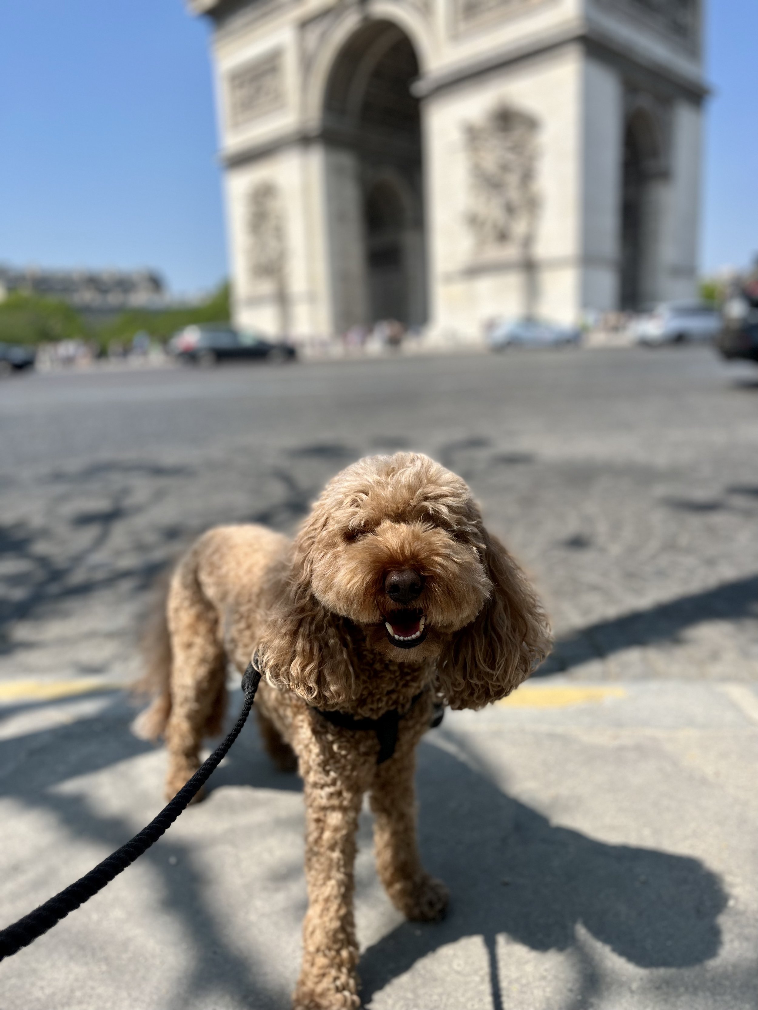 How to Get an E.U. Pet Passport for Your Dog