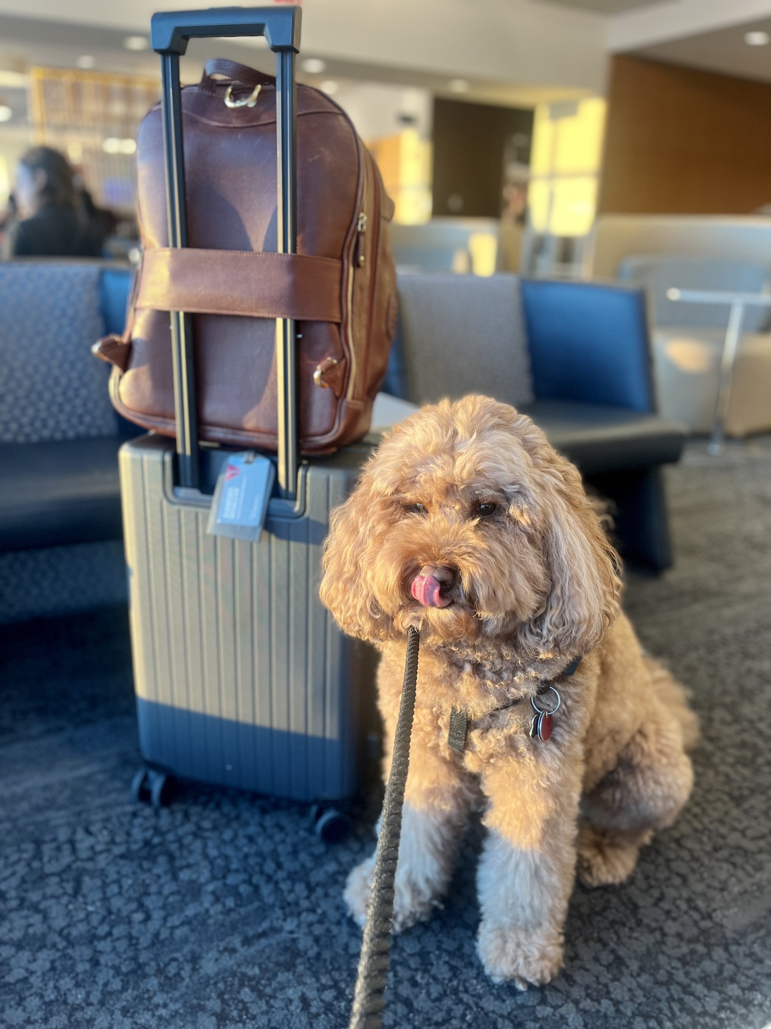 Tips for Taking Your Dog on a Plane