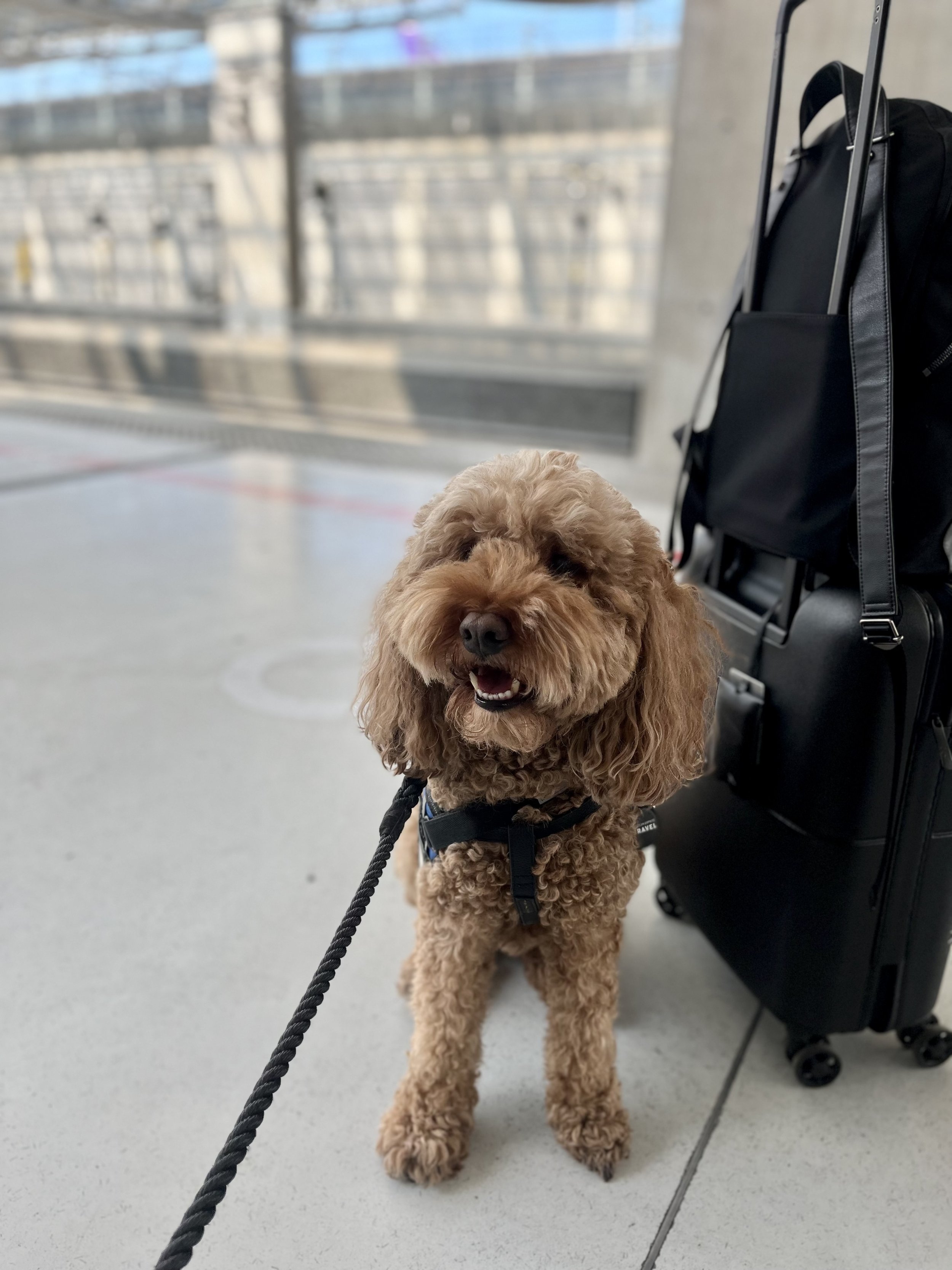 How to Travel With Your Dog on France’s High-Speed Rail Train