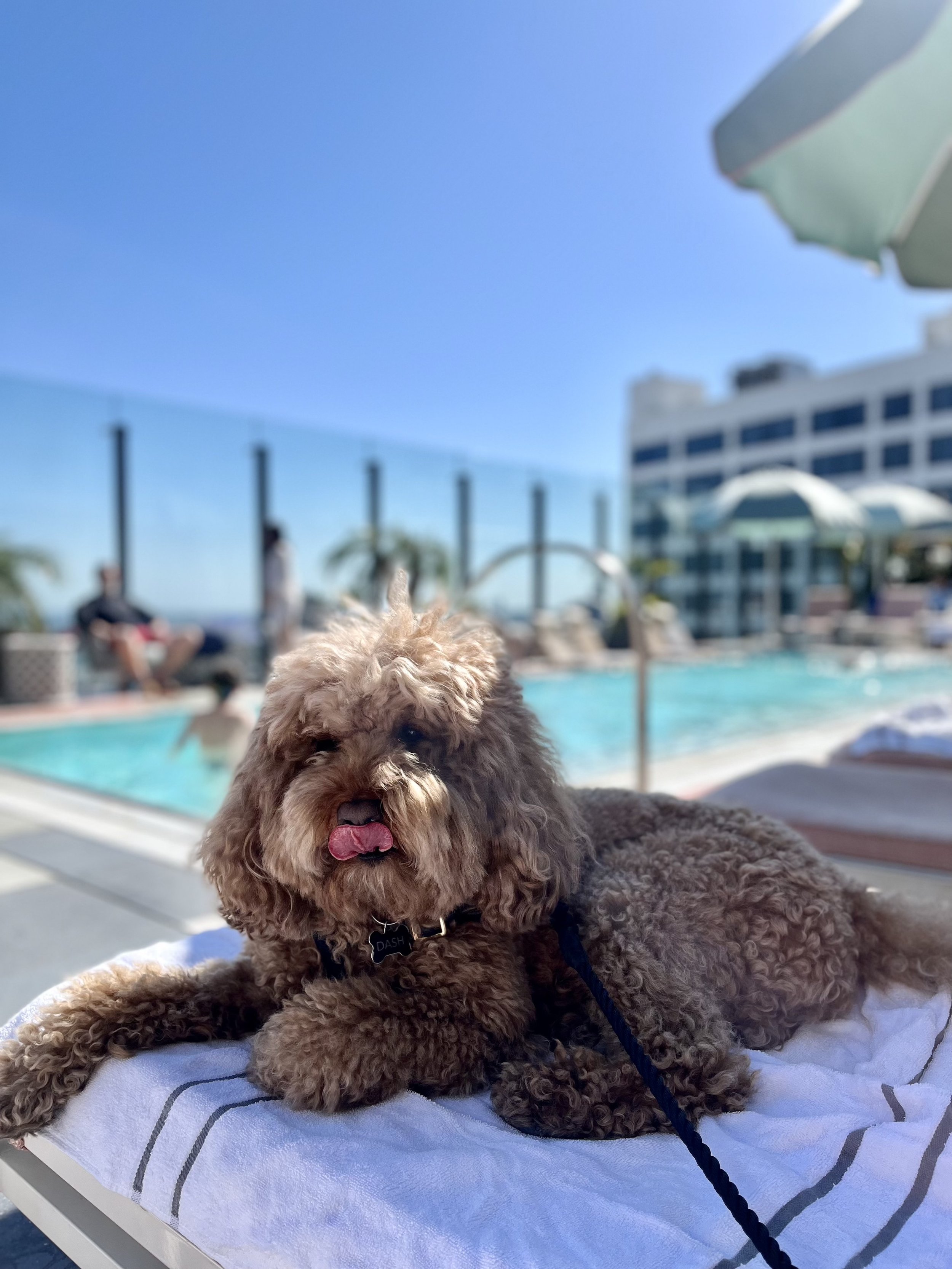 The Most Pet Friendly Hotels in Los Angeles